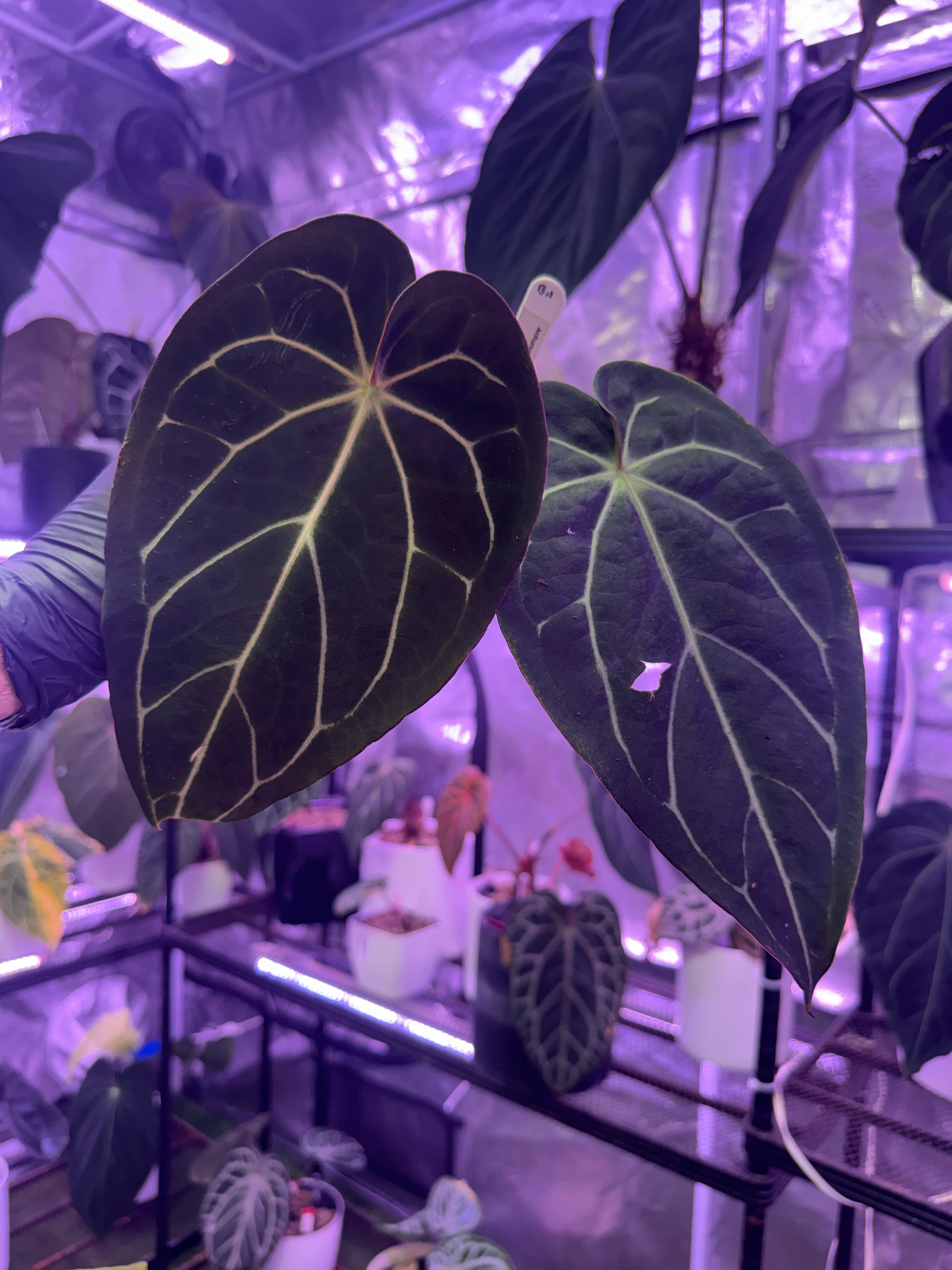 Anthurium carlablackiae – Buz Plants