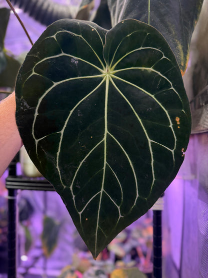 Anthurium (carlablackiae District x (Black Widow x Michelle) Buz2) x Tim Anderson Stripey