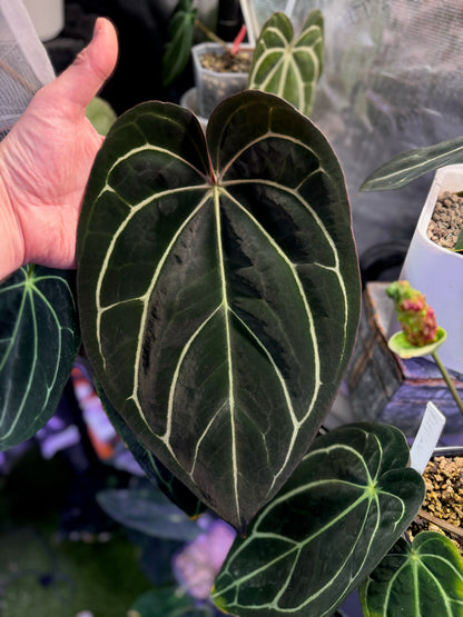 Anthurium carlabalckie RA8 x self