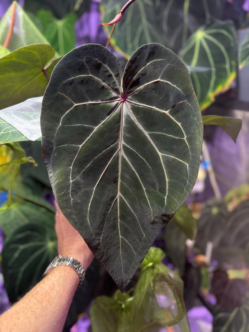 Anthurium BWMDP Buz1