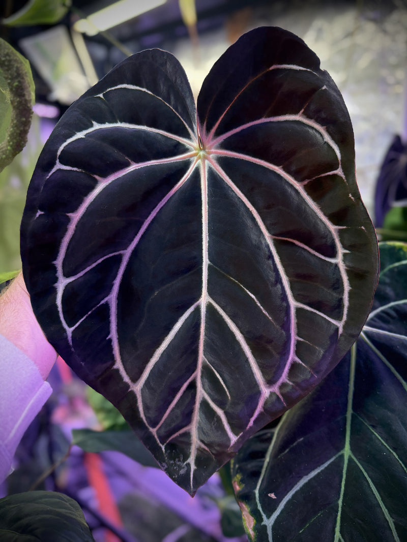 Anthurium carlablackiae RA10