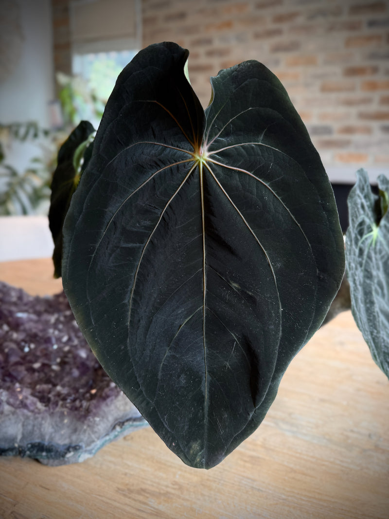 Anthurium BVEP/antolakii RA3