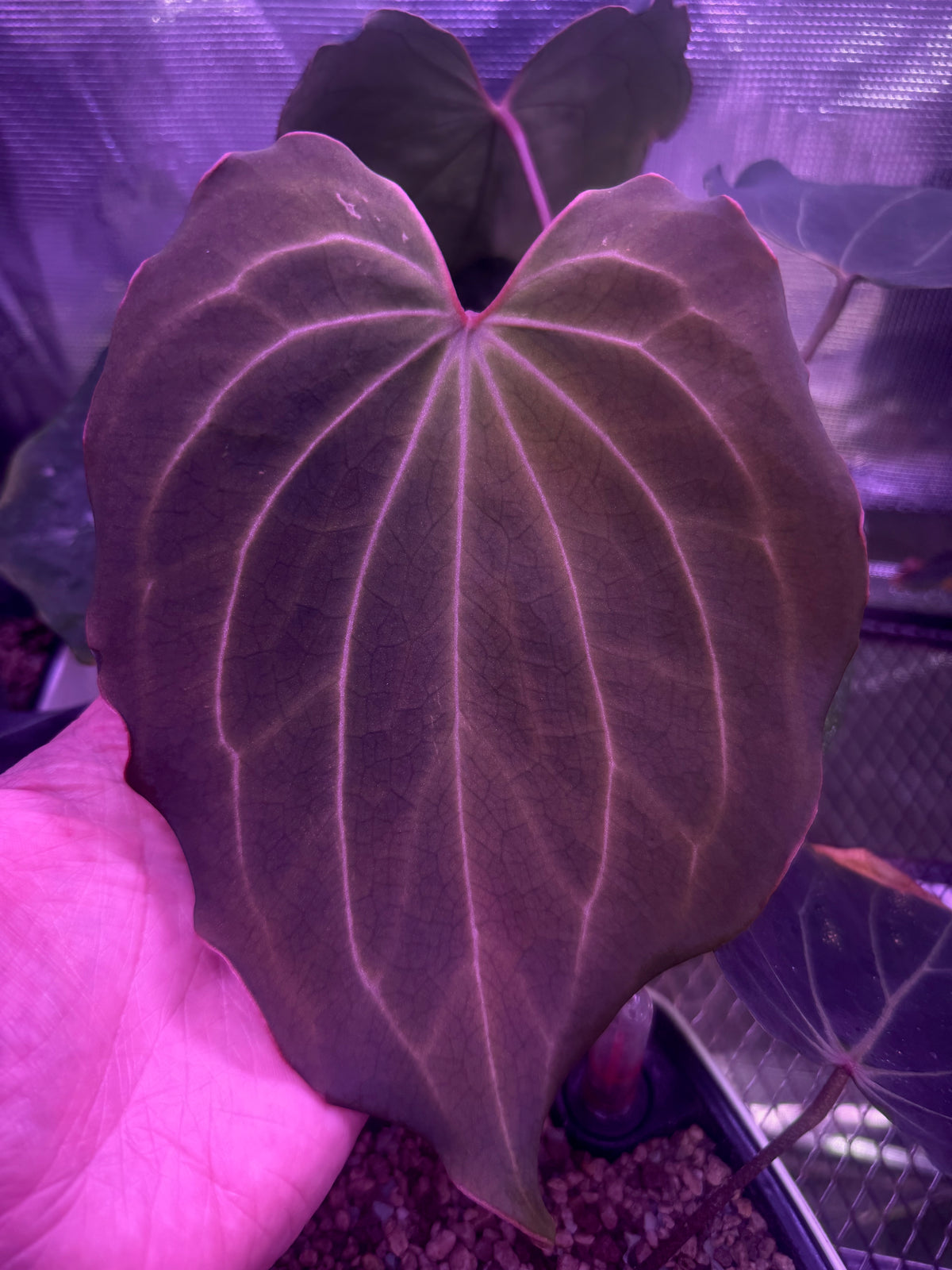 Anthurium "Spinnekop", the exact plant for sale, leaf detail