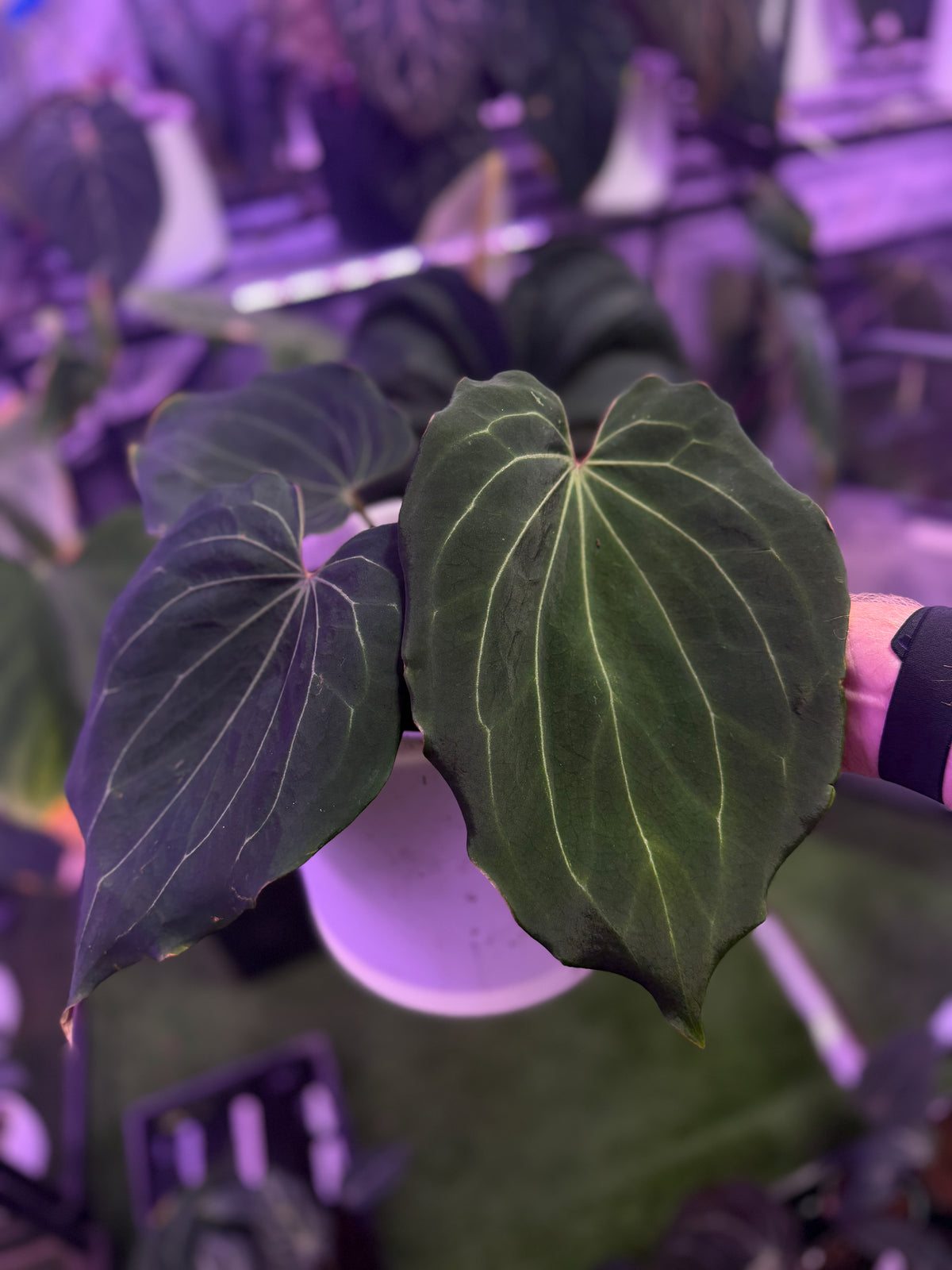 Anthurium "Spinnekop", the exact plant for sale, view 3