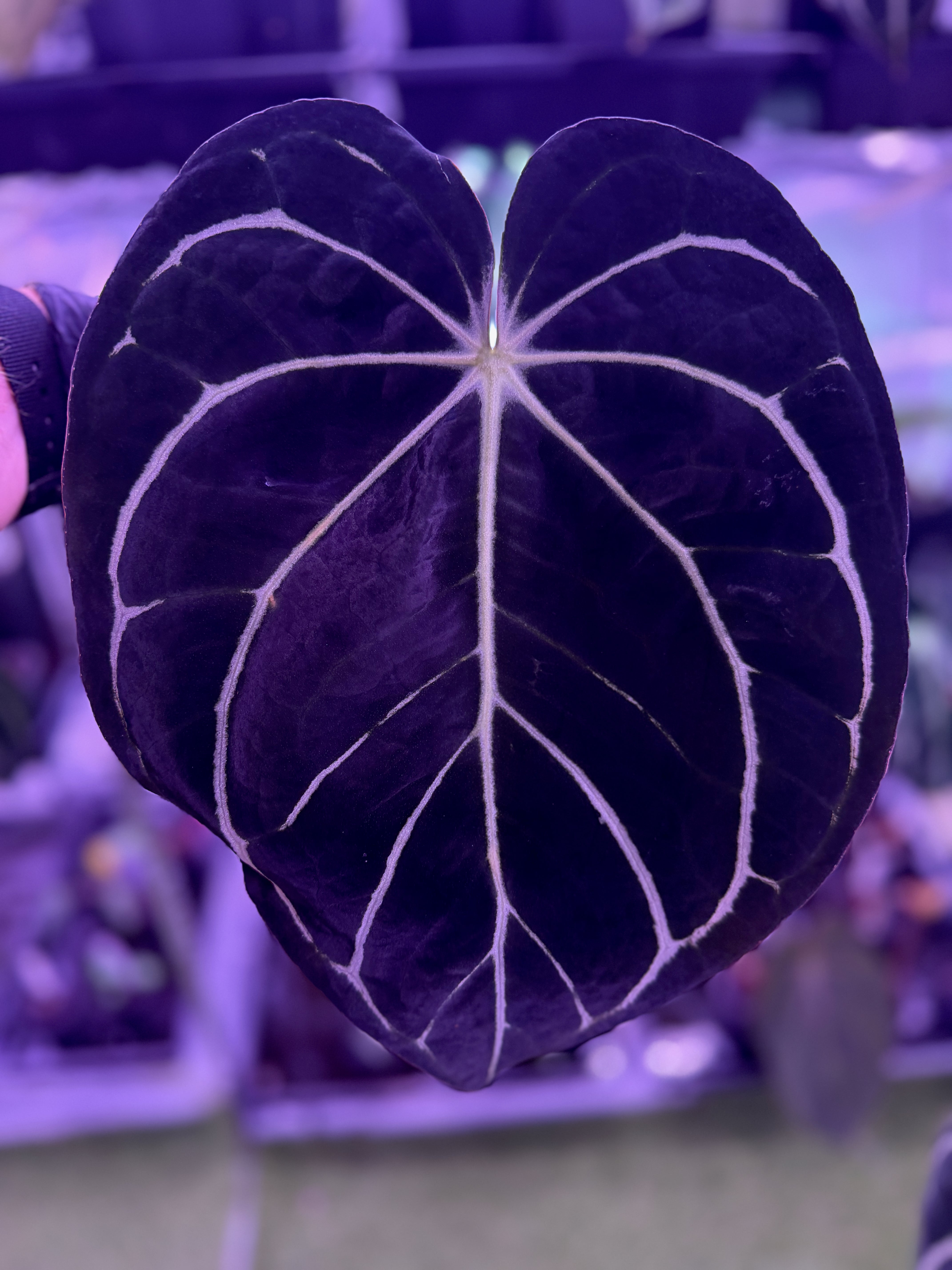 Anthurium carlablackiae – Buz Plants