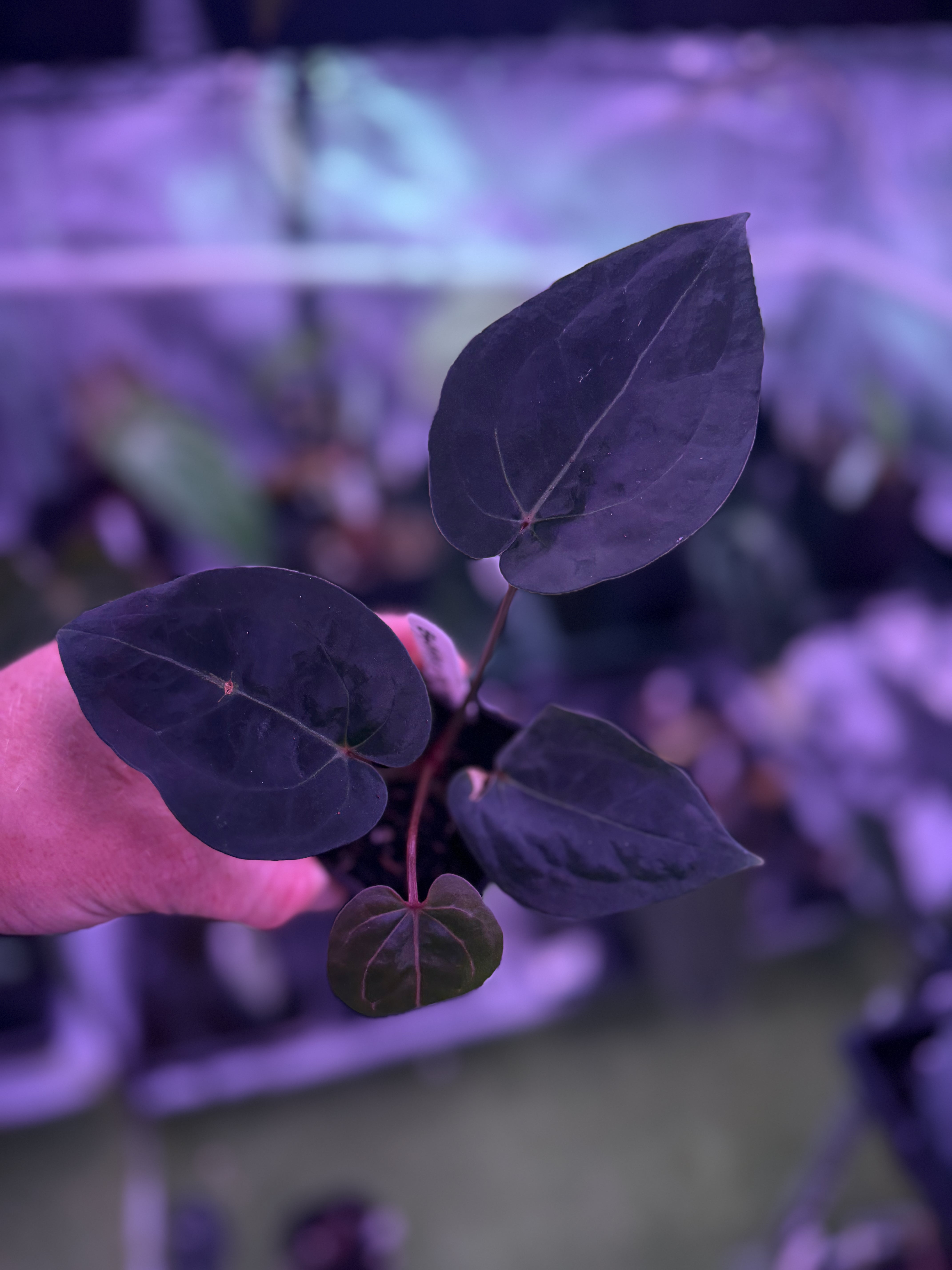 Products – Buz Plants