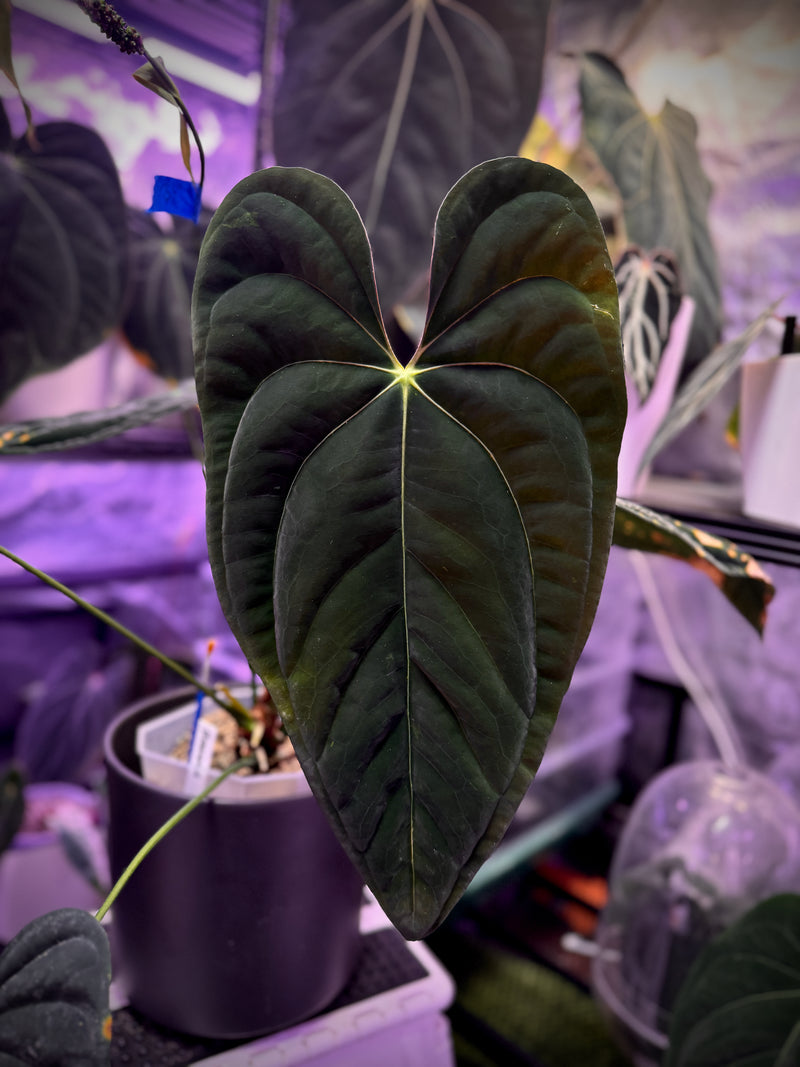 Anthurium papillilaminum RA6