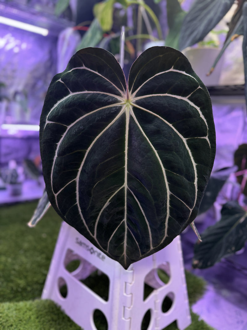 Anthurium carlablackiae 'District'
