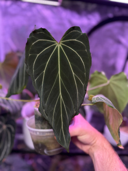 Anthurium "Black Widow" x "Black Widow"