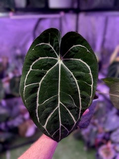 Anthurium lost tag