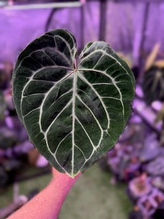 Anthurium KOS X Black Widow x Michelle