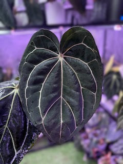 Exceptional Anthurium carlablackiae “District” x RA8