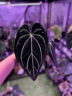 Mature Anthurium carlablackiae RA4 x RA16 - Hold Back