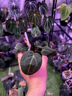 Anthurium Black Widow x Michelle x Self - !