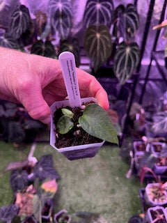 Anthurium Panamama 3.0 x sp. nov. DF 1