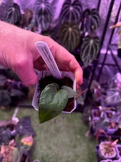 Anthurium Panamama 3.0 x sp. nov. DF 2