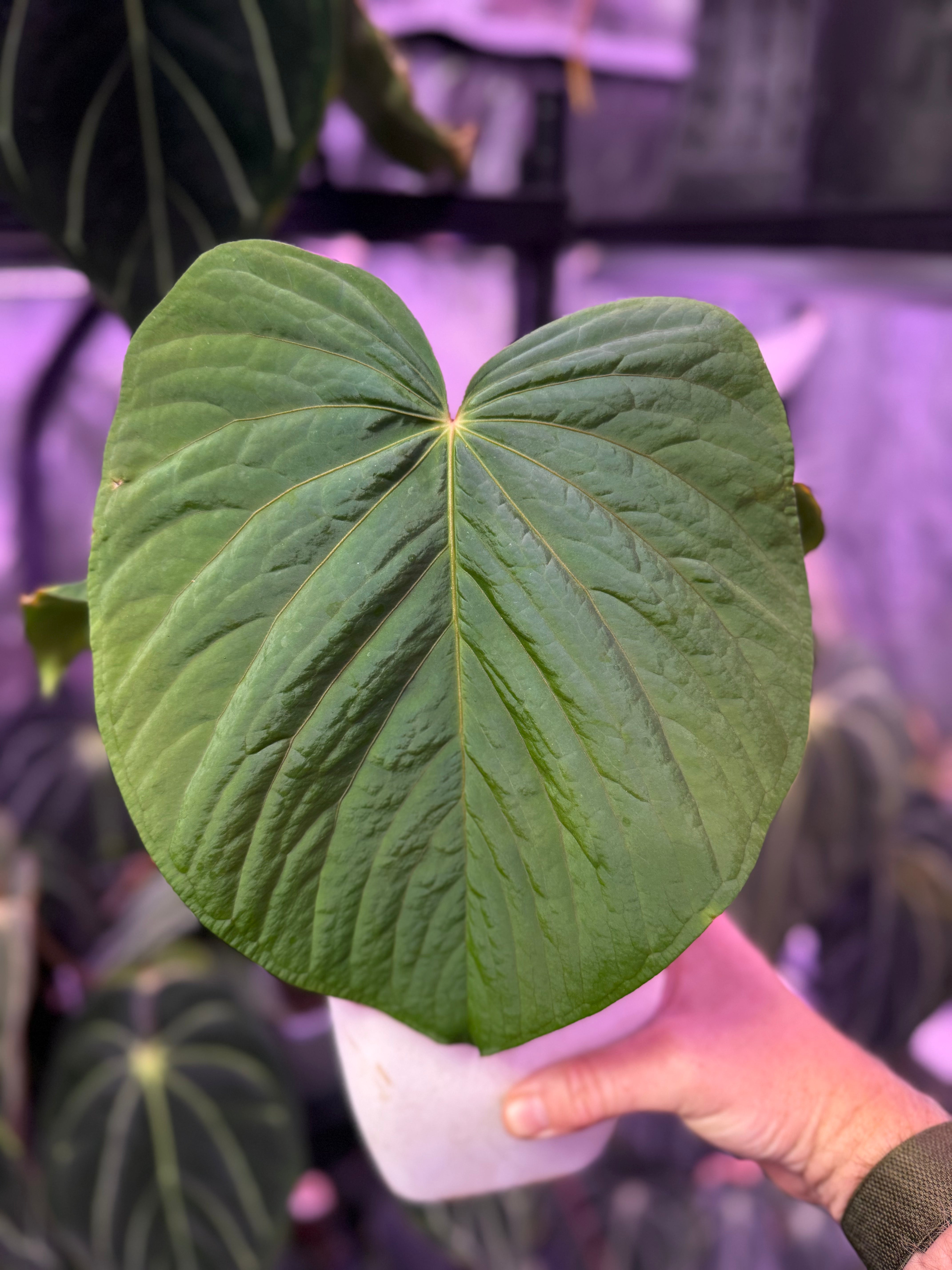 Anthurium "Udaka" x kunaylense RA2 B