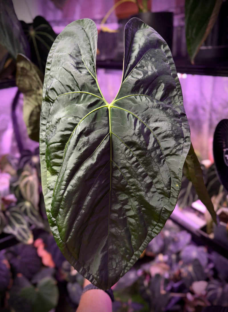 Anthurium papillilaminum RA16