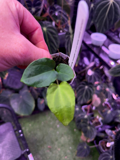 Anthurium dressleri RG Founder clone #2 x papillilaminum "Ralph Lynman" clone A