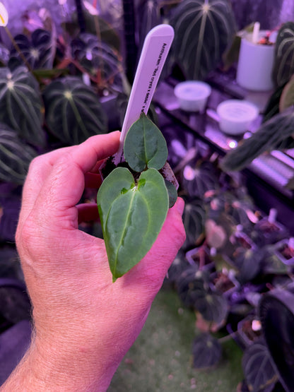 Anthurium (Red crystal x debile) x carlabalckiae RA8 A