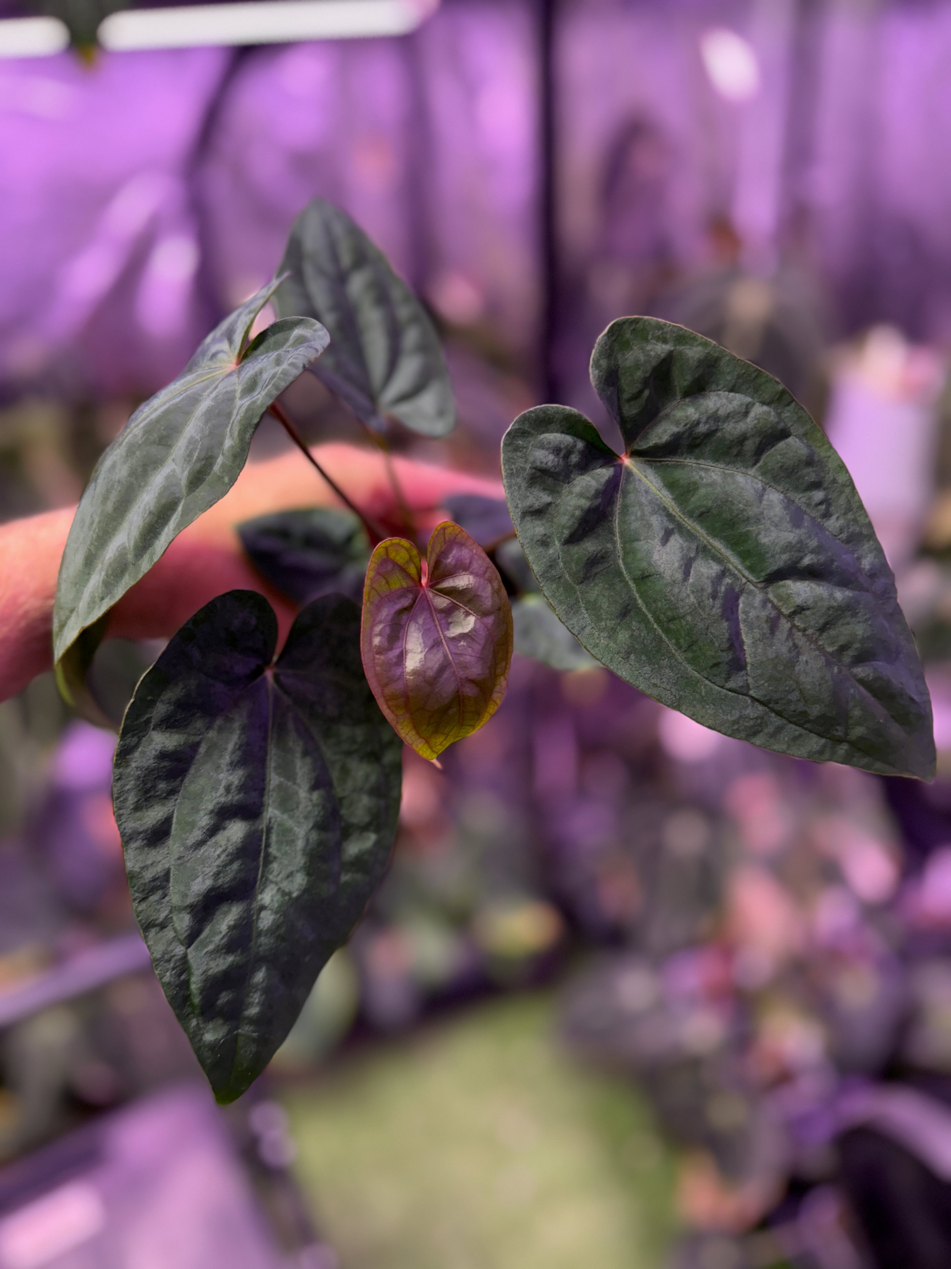 Anthurium (dressleri x carlablackiae) x Red Vein Dark Phoenix