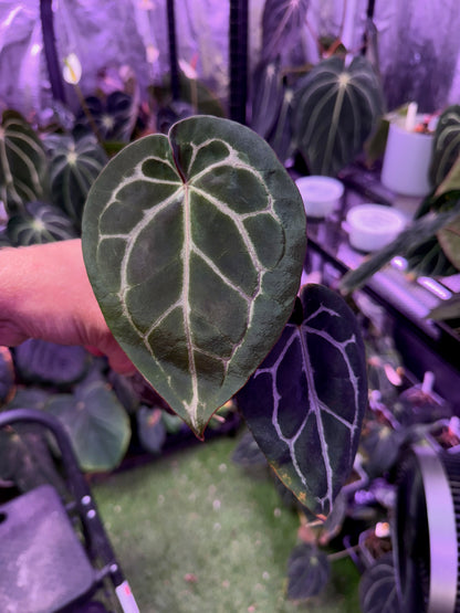 Anthurium Black Widow x Michelle x Self - A