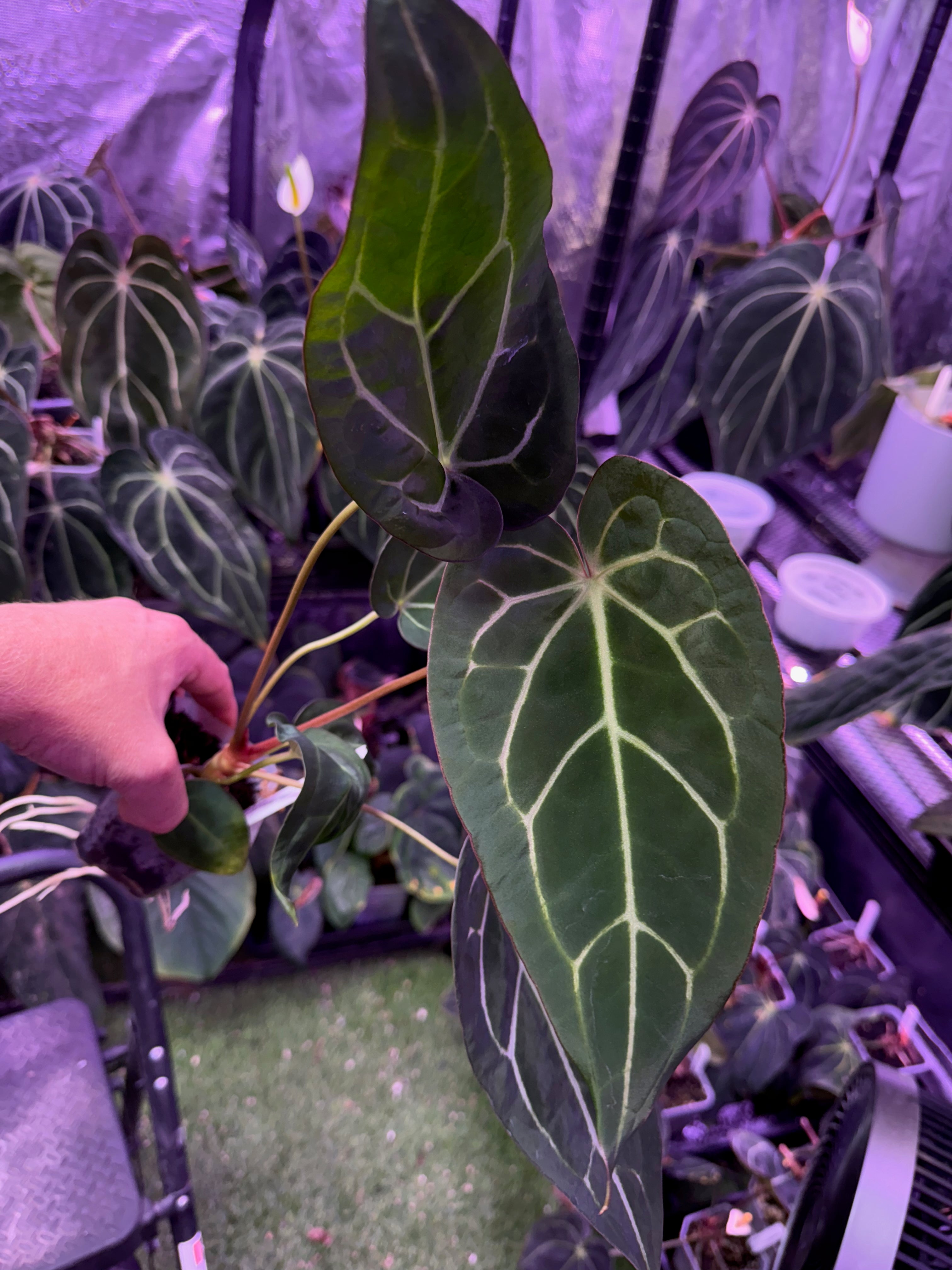 Anthurium carlablackie 'Round xGPH001' X Black Widow x Michelle 4