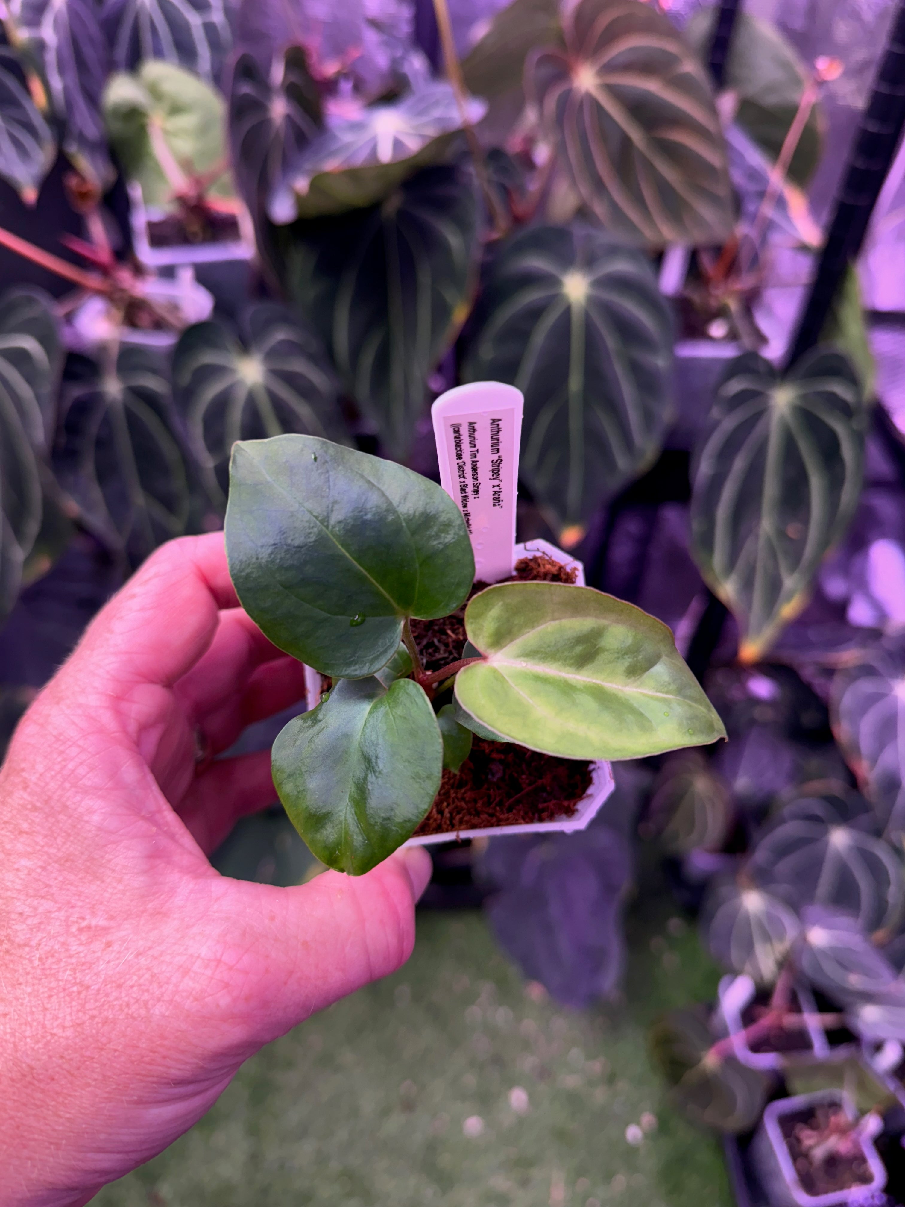 Anthurium "Stripey" x "Araña" 6