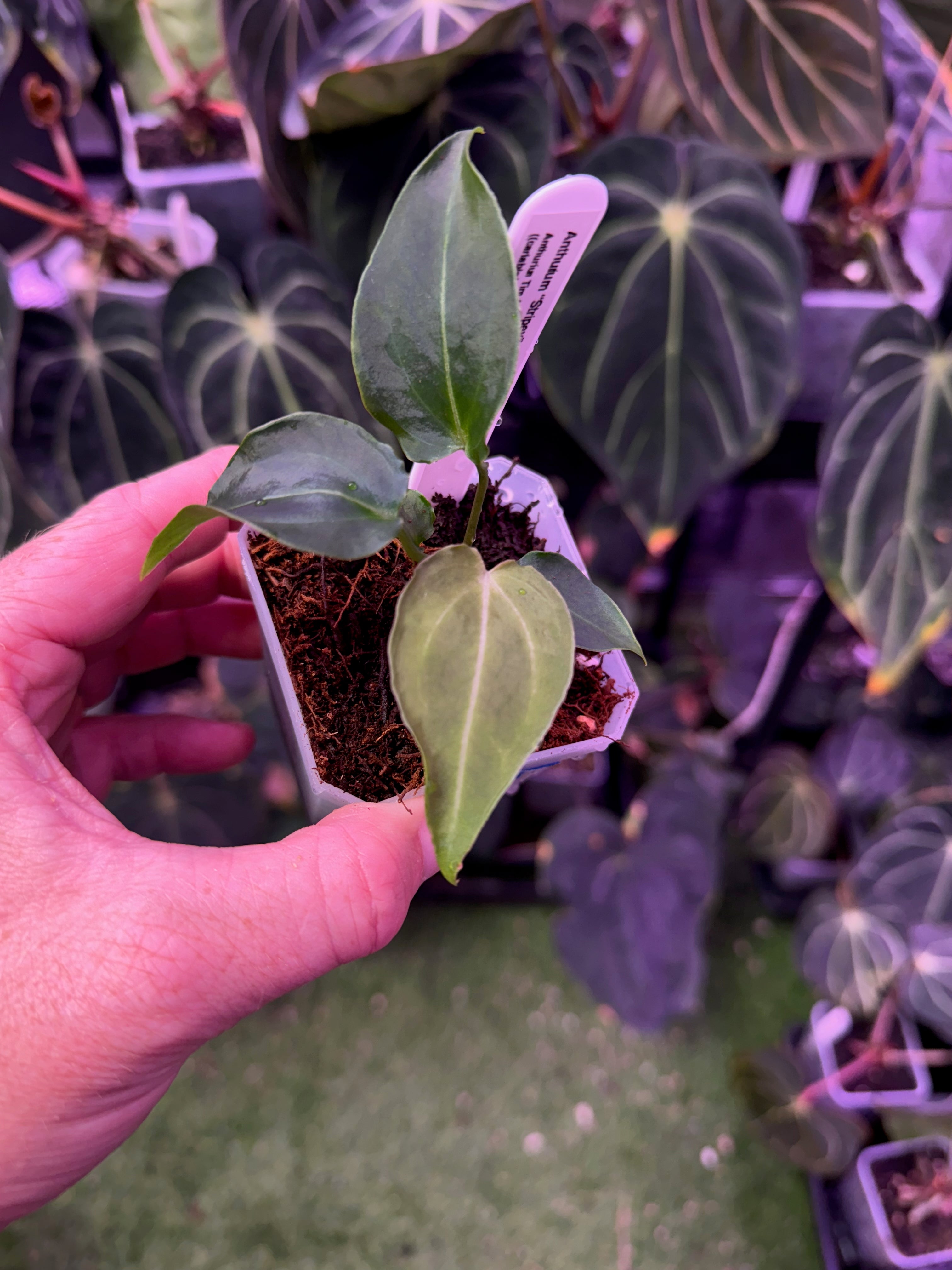 Anthurium "Stripey" x "Araña" 7