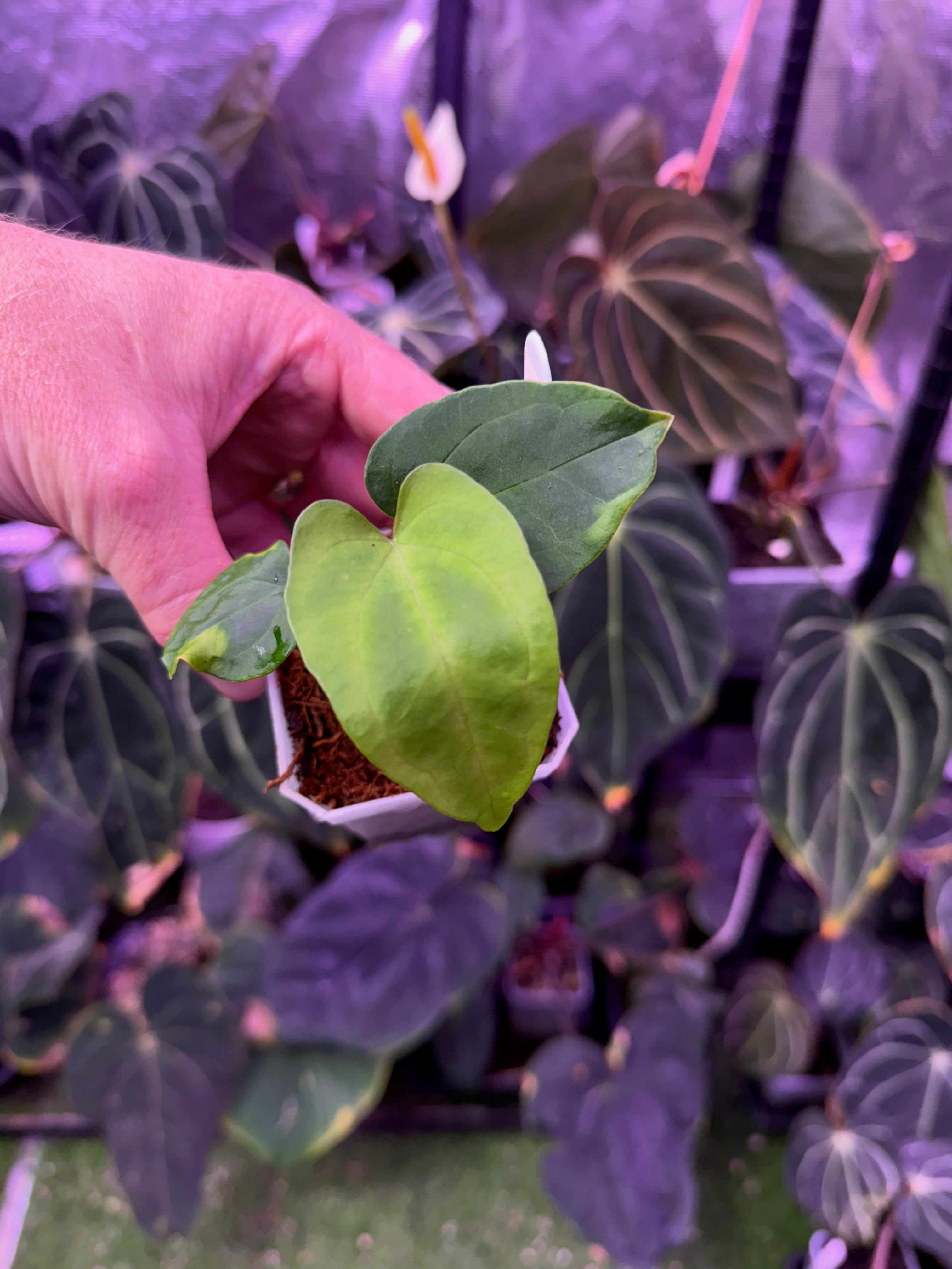 Anthurium dressleri RG Founder clone #2 x papillilaminum "Ralph Lynman" clone 1