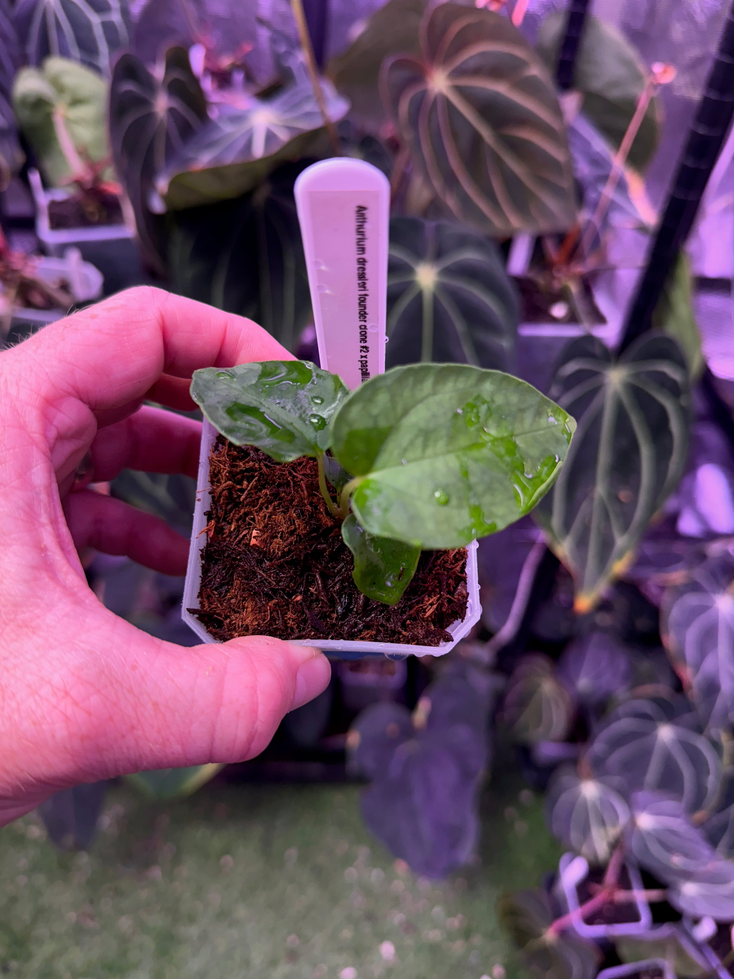 Anthurium dressleri RG Founder clone #2 x papillilaminum "Ralph Lynman" clone 2