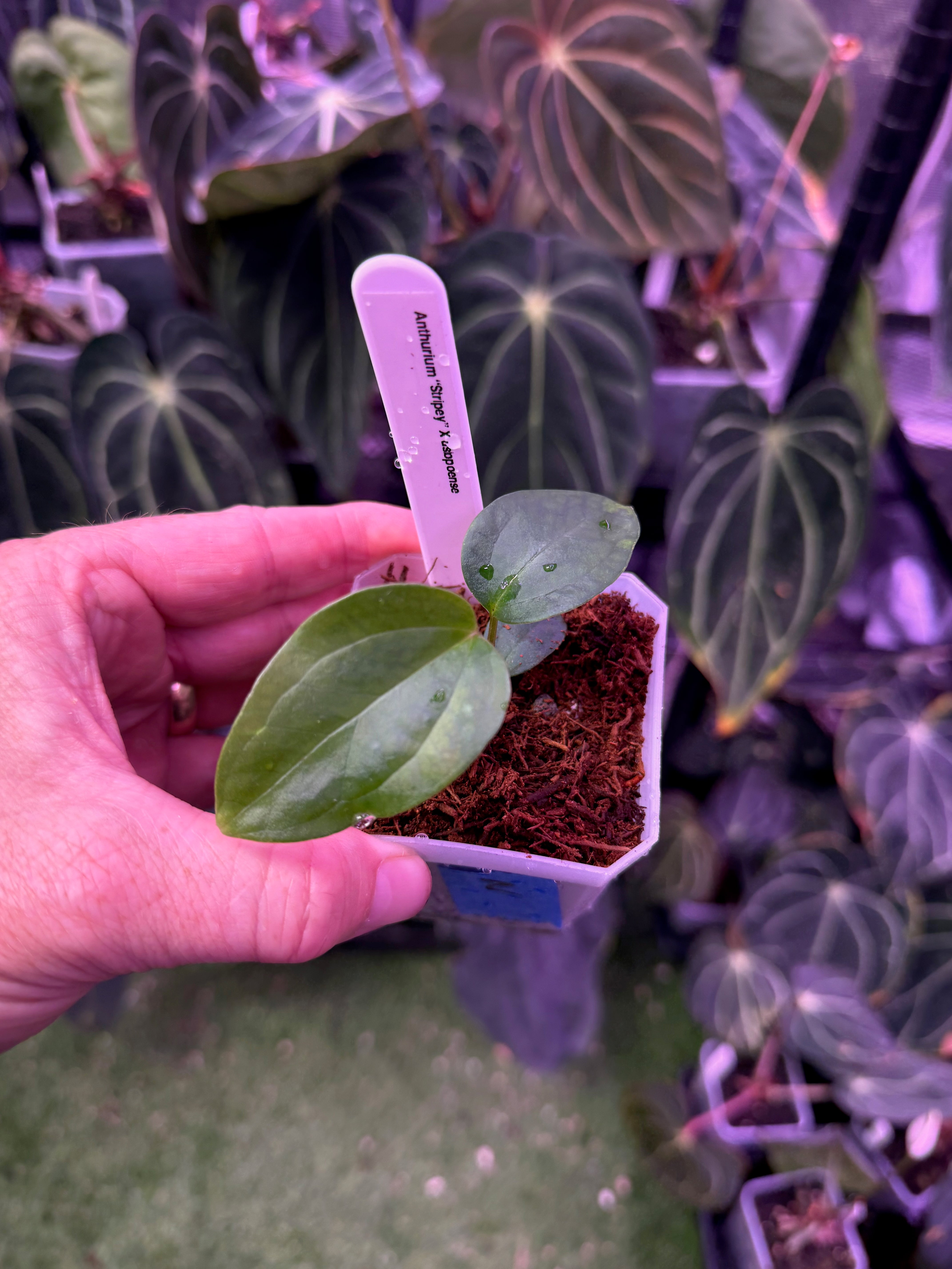 Anthurium “stripey” x ustopoense - 2
