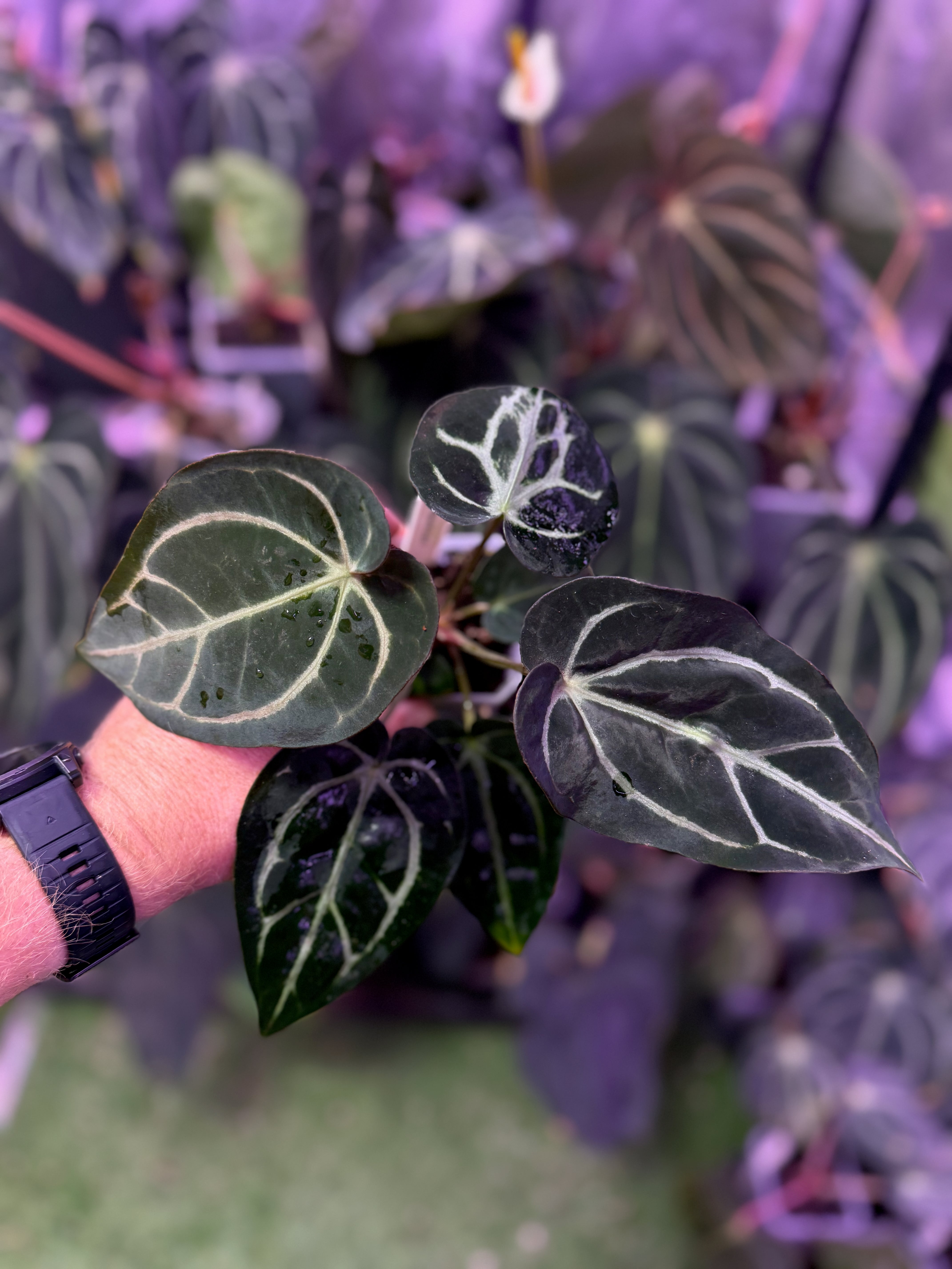 Anthurium carlablackiae OG1 x RA5x10 1