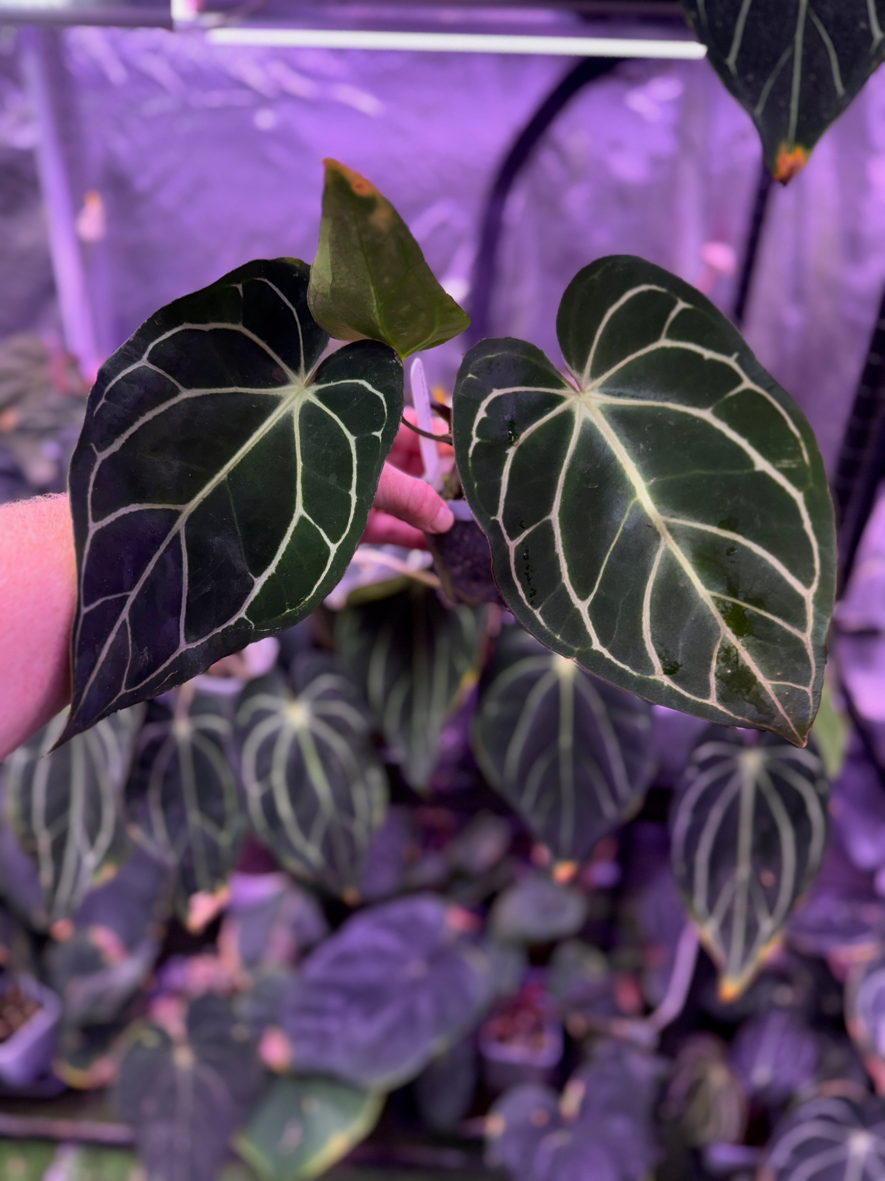 Anthurium carlablackiae RA4 x PM1 - mature