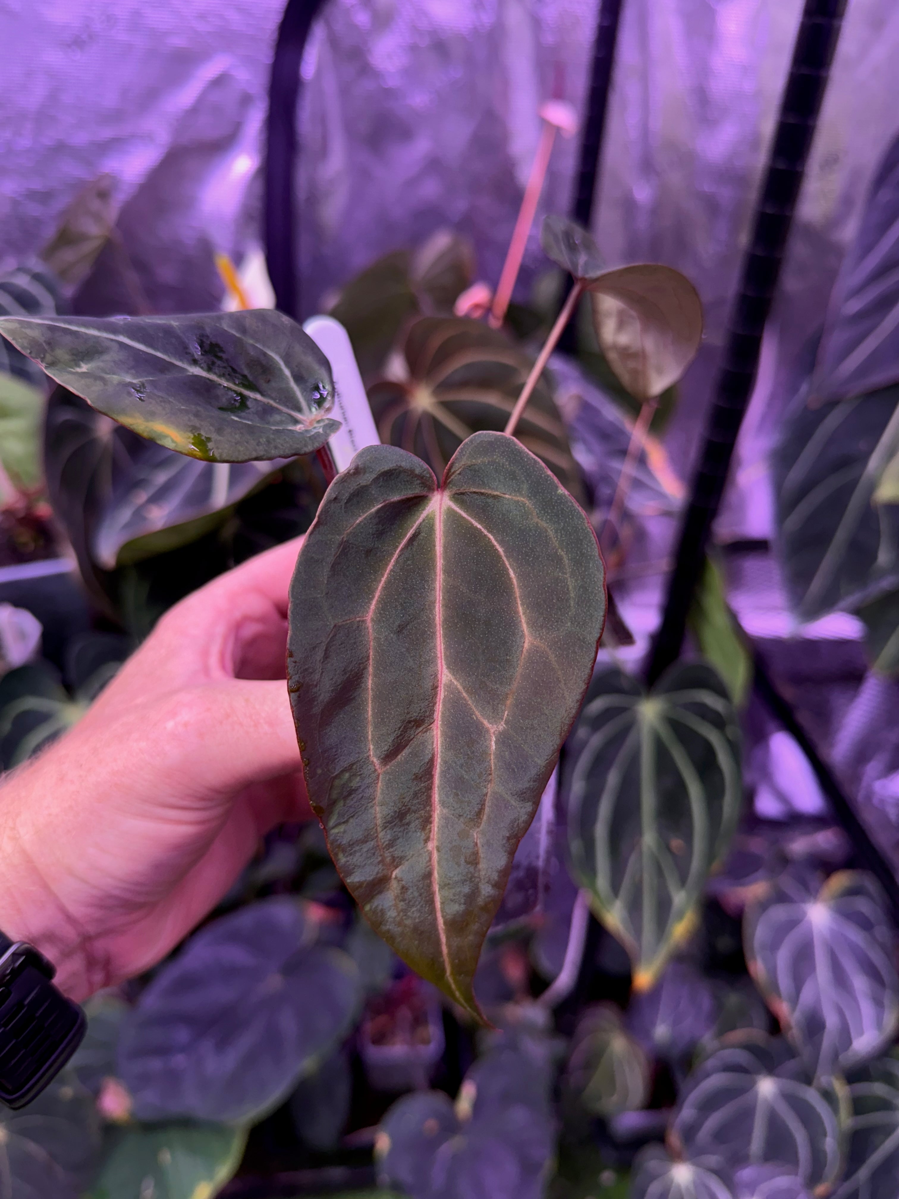 Anthurium Black Widow x Michelle x Self - mutant 1