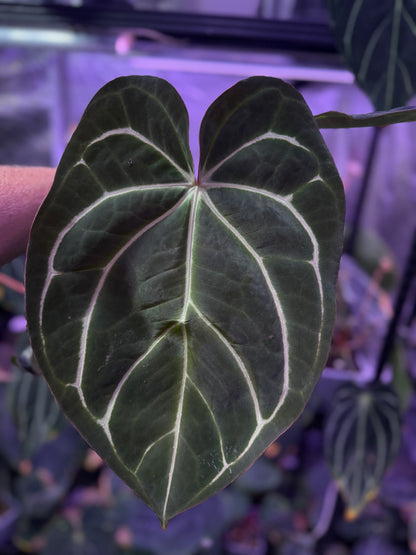 Anthurium carlablackiae OG4 x RA8 XL