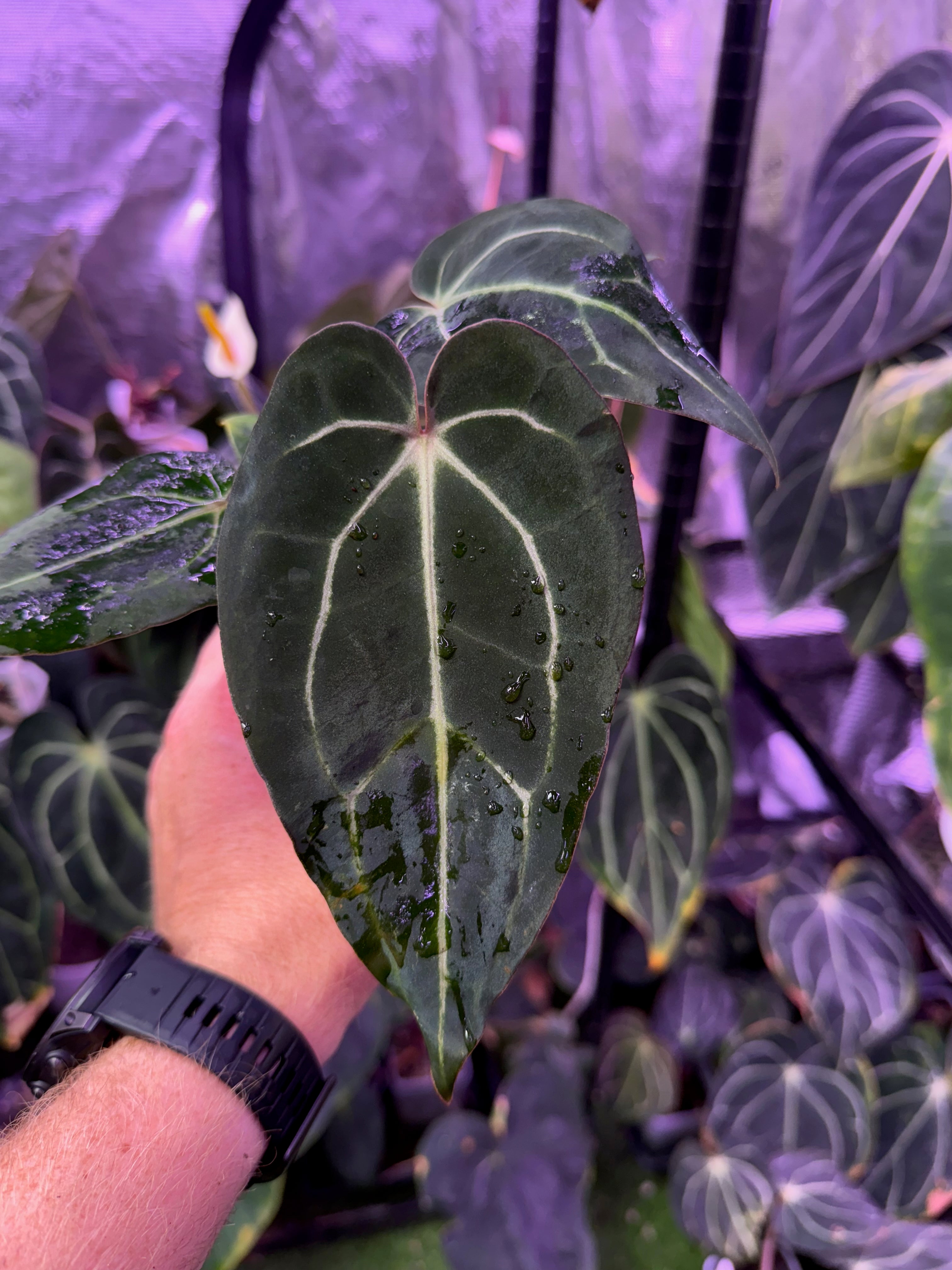 Anthurium carlablackie 'Round xGPH001' X Black Widow x Michelle 5