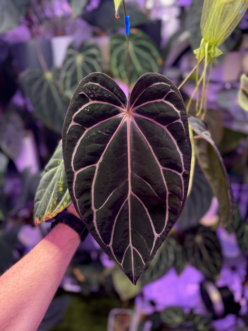 Anthurium carlablackiae RA13