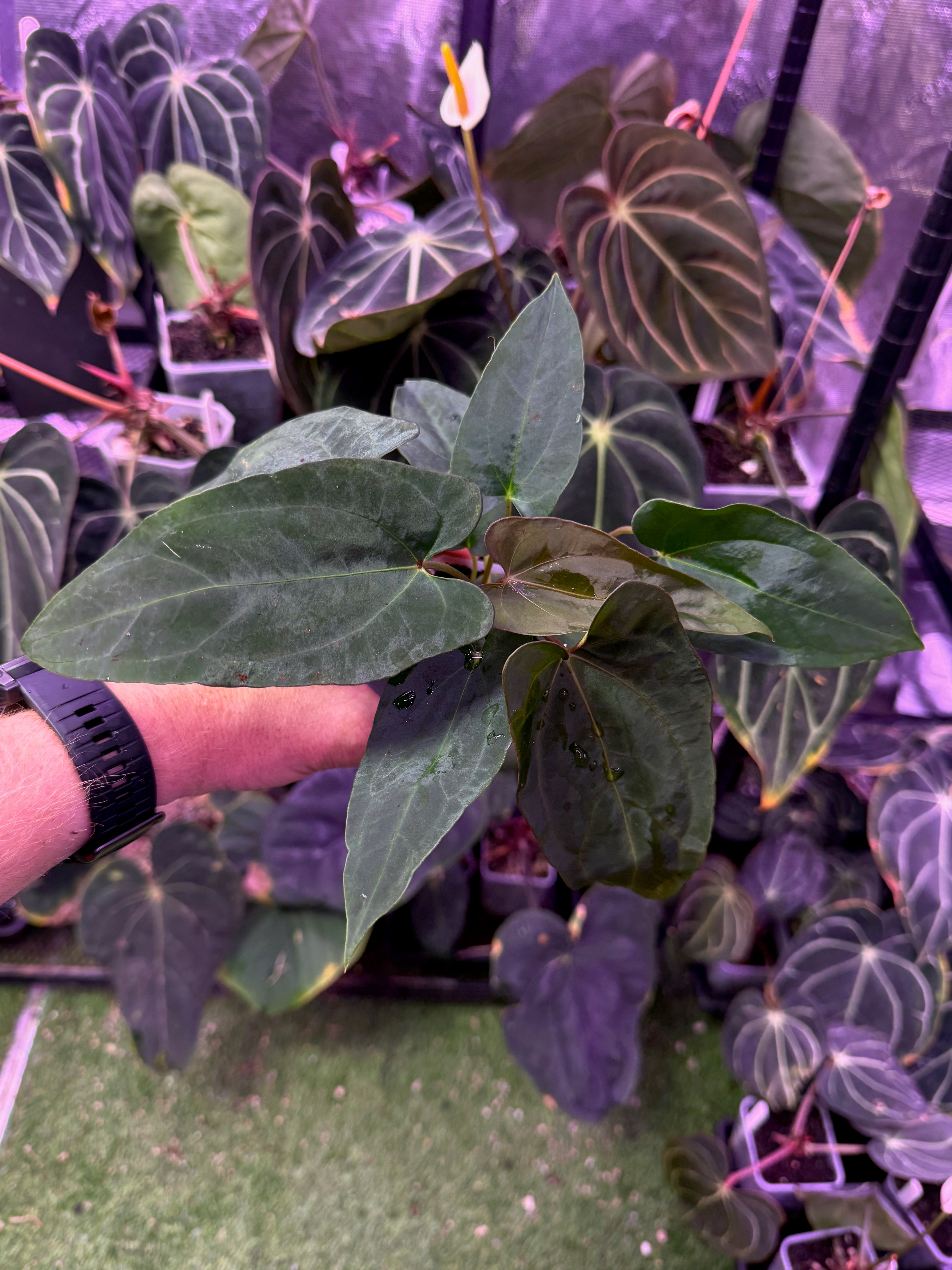 Anthurium carlablackiae OG1 x ? - A