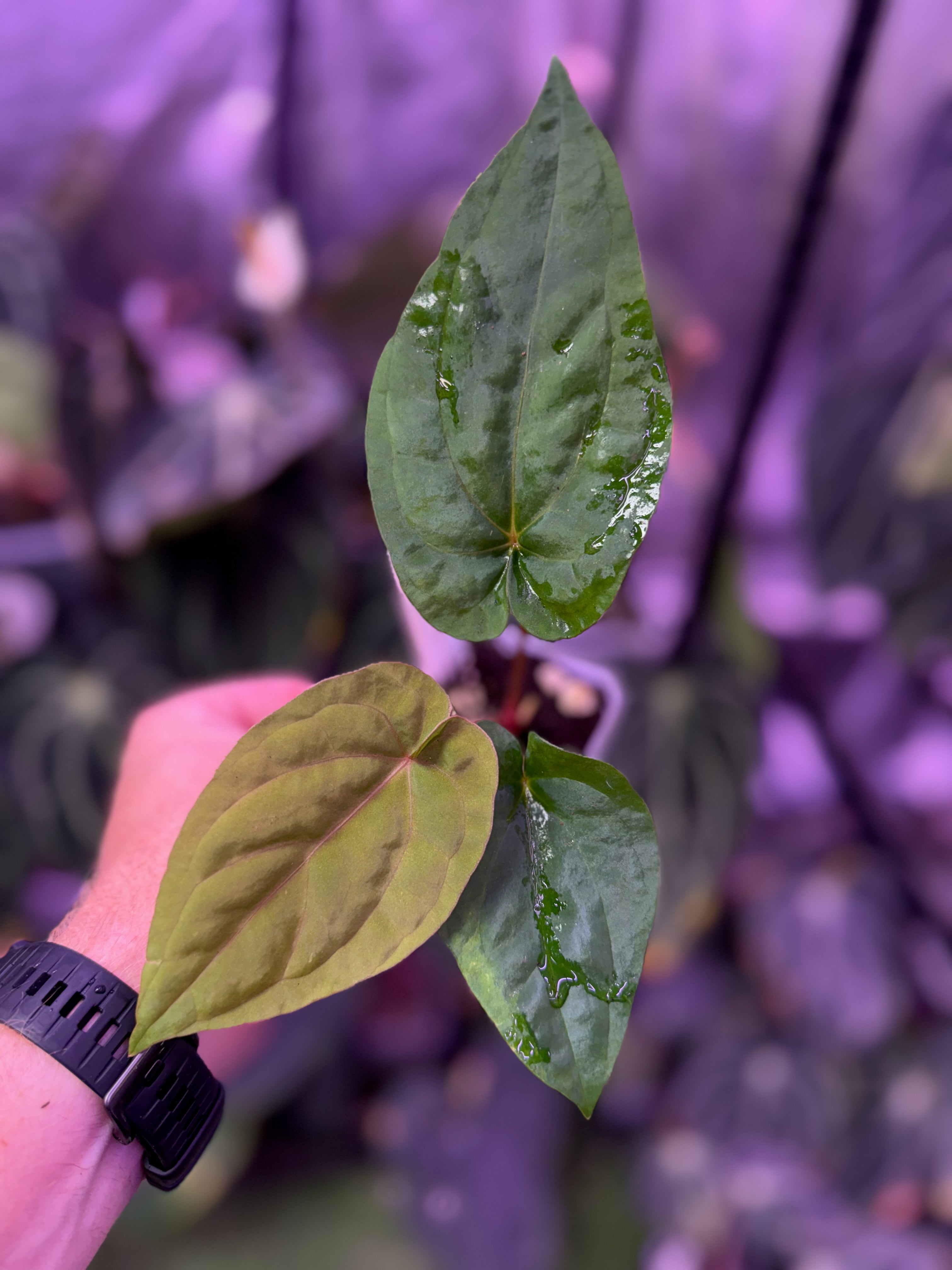 Anthurium "Udaka" x dressleri RG founder clone #2 1