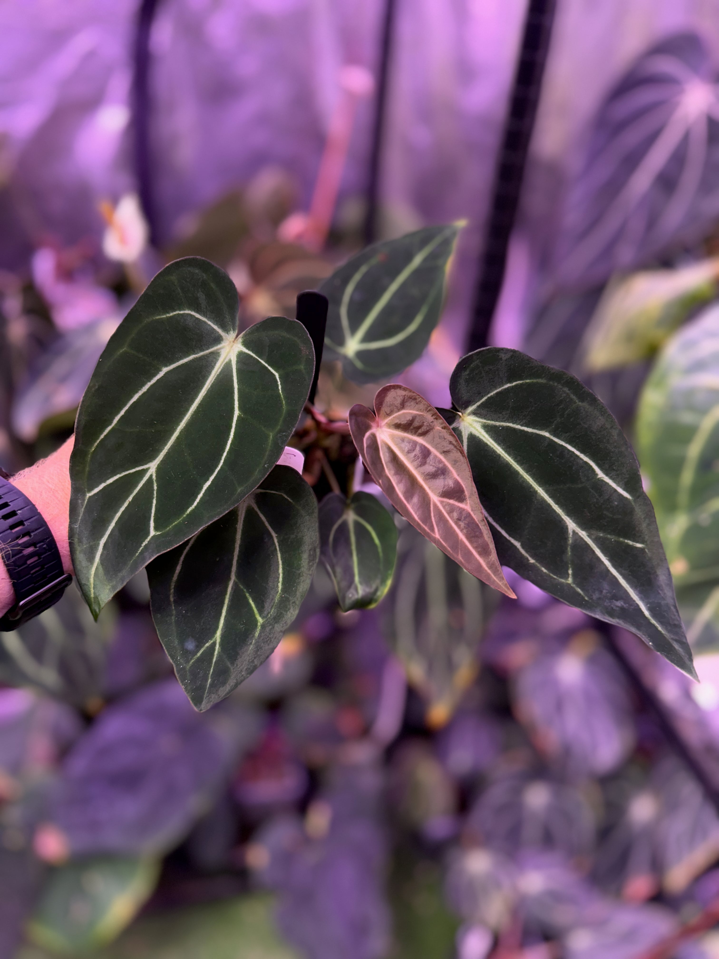 Anthurium carlablackiae Buz 1 X RA5x10