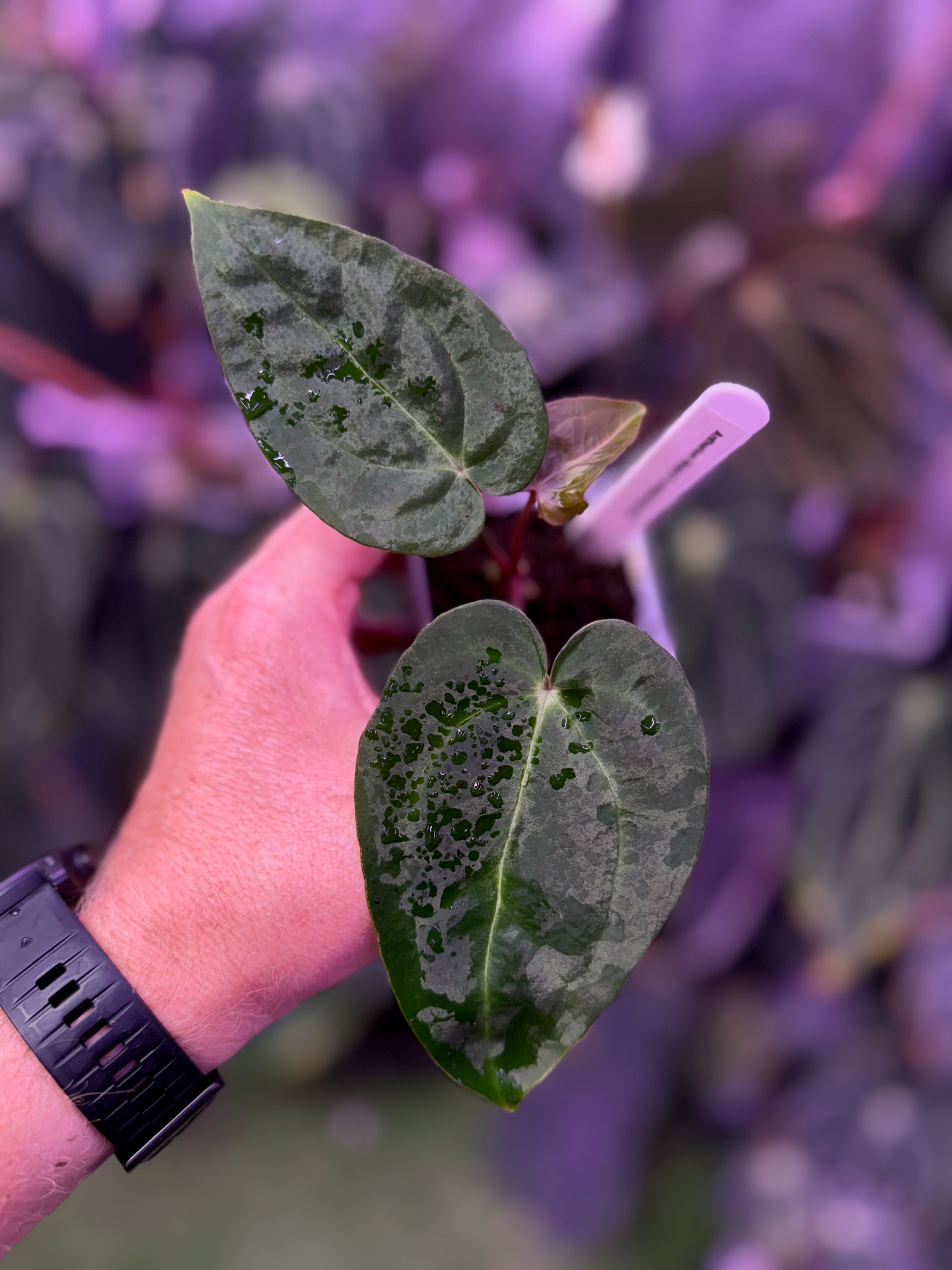Anthurium ‘Stripey’ X carlablackiae ‘RA6’ 1
