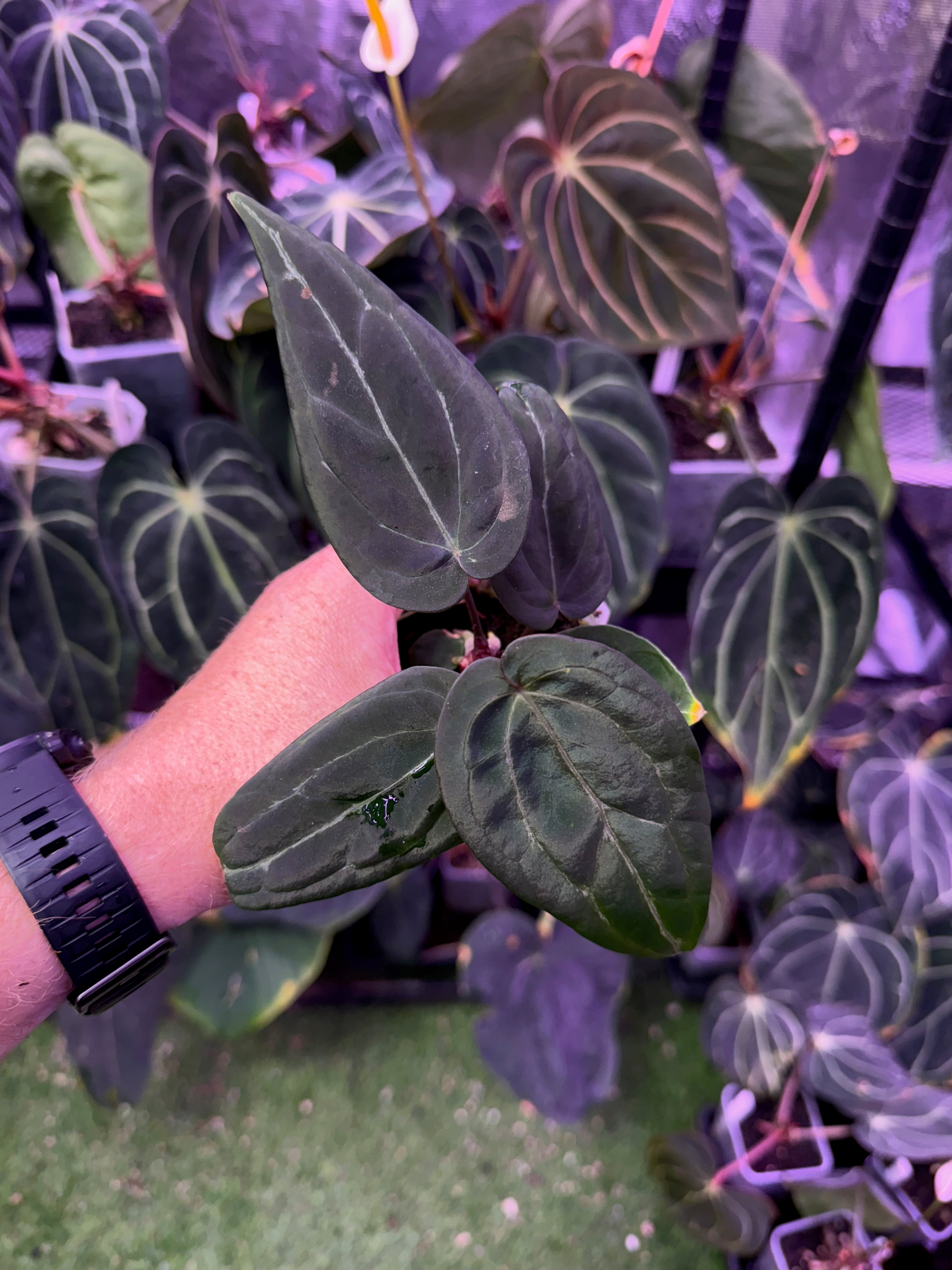 Anthurium Black Widow x Michelle x Self - mutant 2