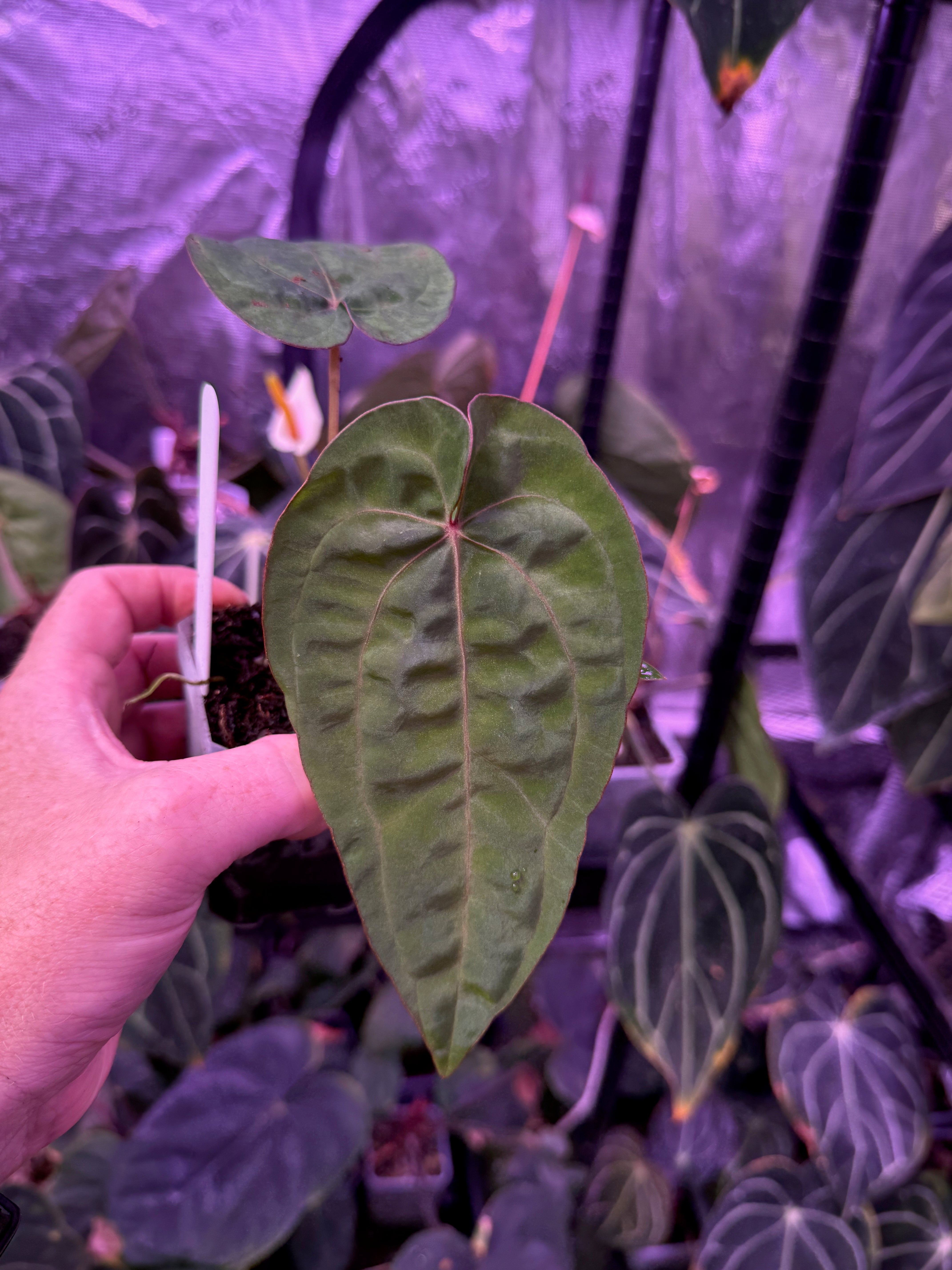 Anthurium "Udaka" x dressleri RG founder clone #2 2