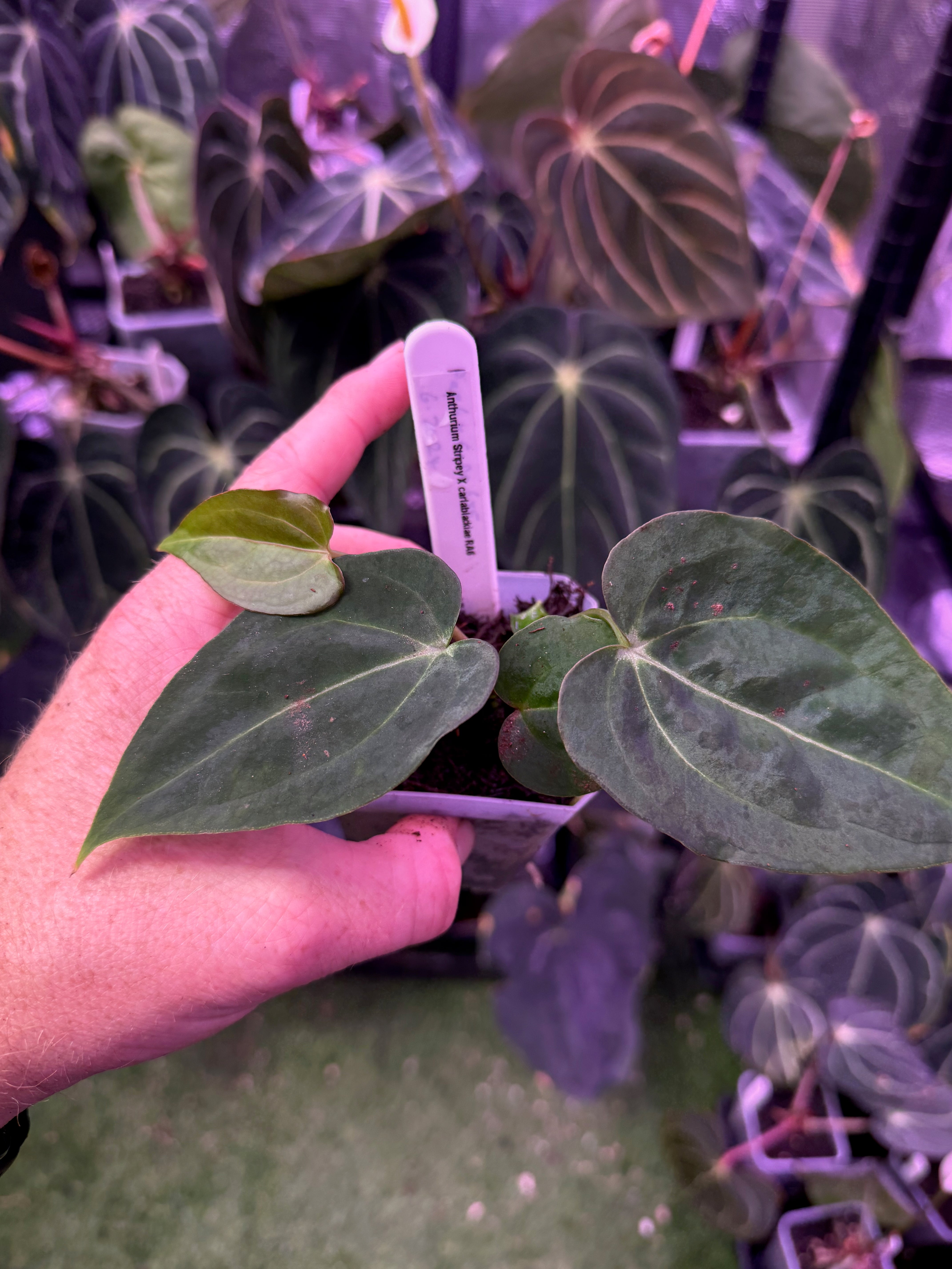 Anthurium ‘Stripey’ X carlablackiae ‘RA6’ 2