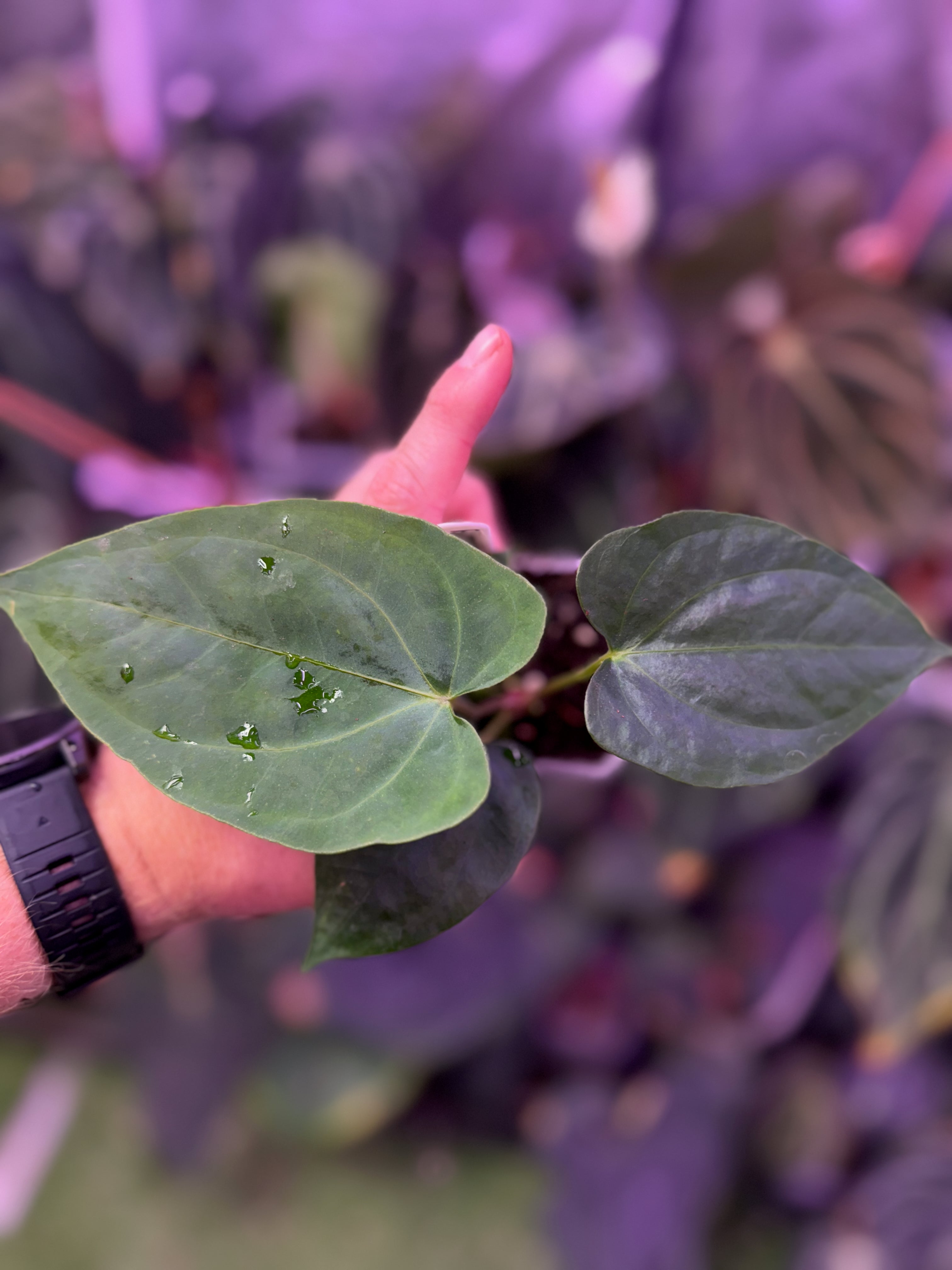 Anthurium Panamama 3.0 x sp. nov. DF