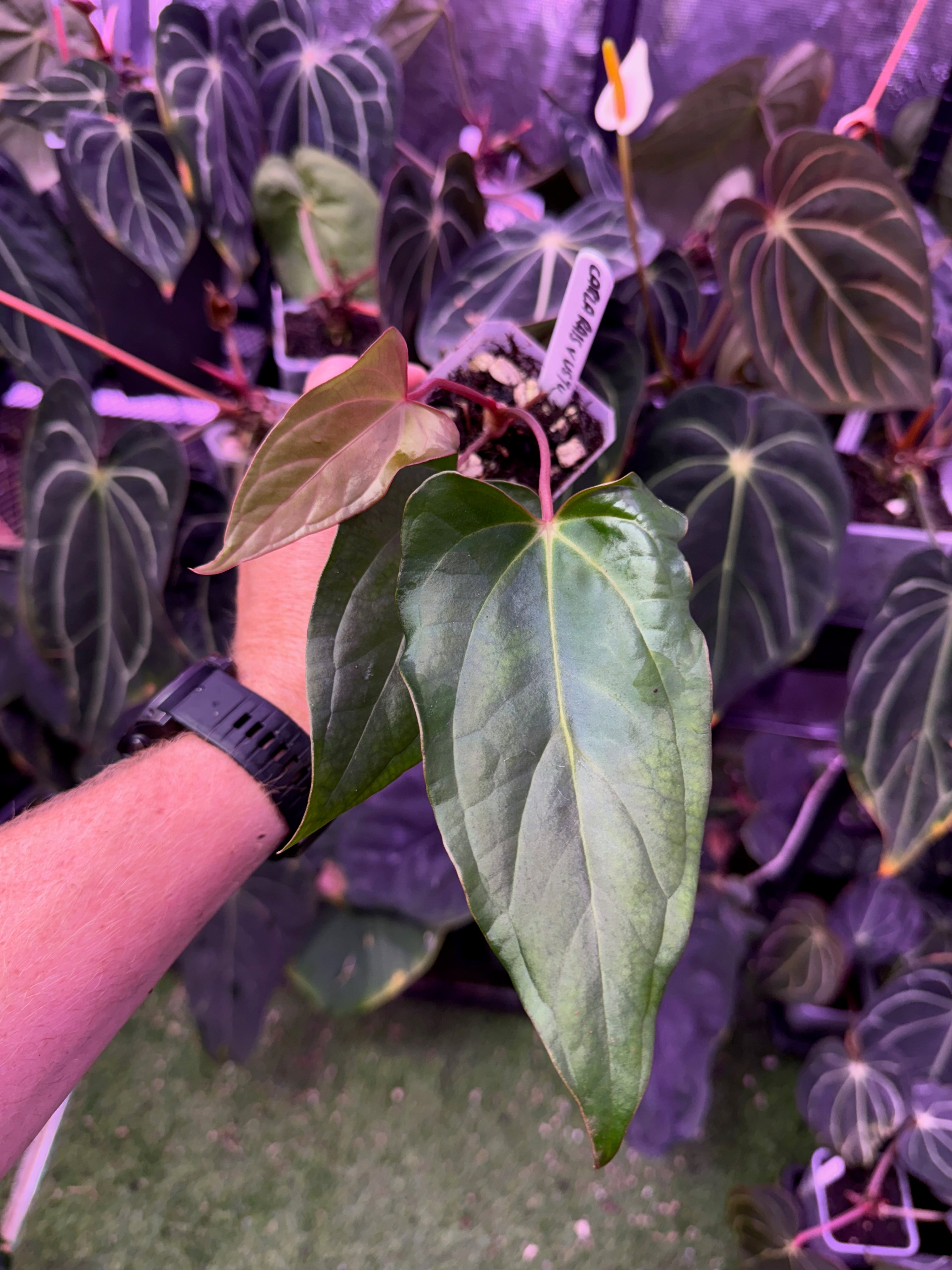 Anthurium carlablackiae RA15 x ustopoense 1