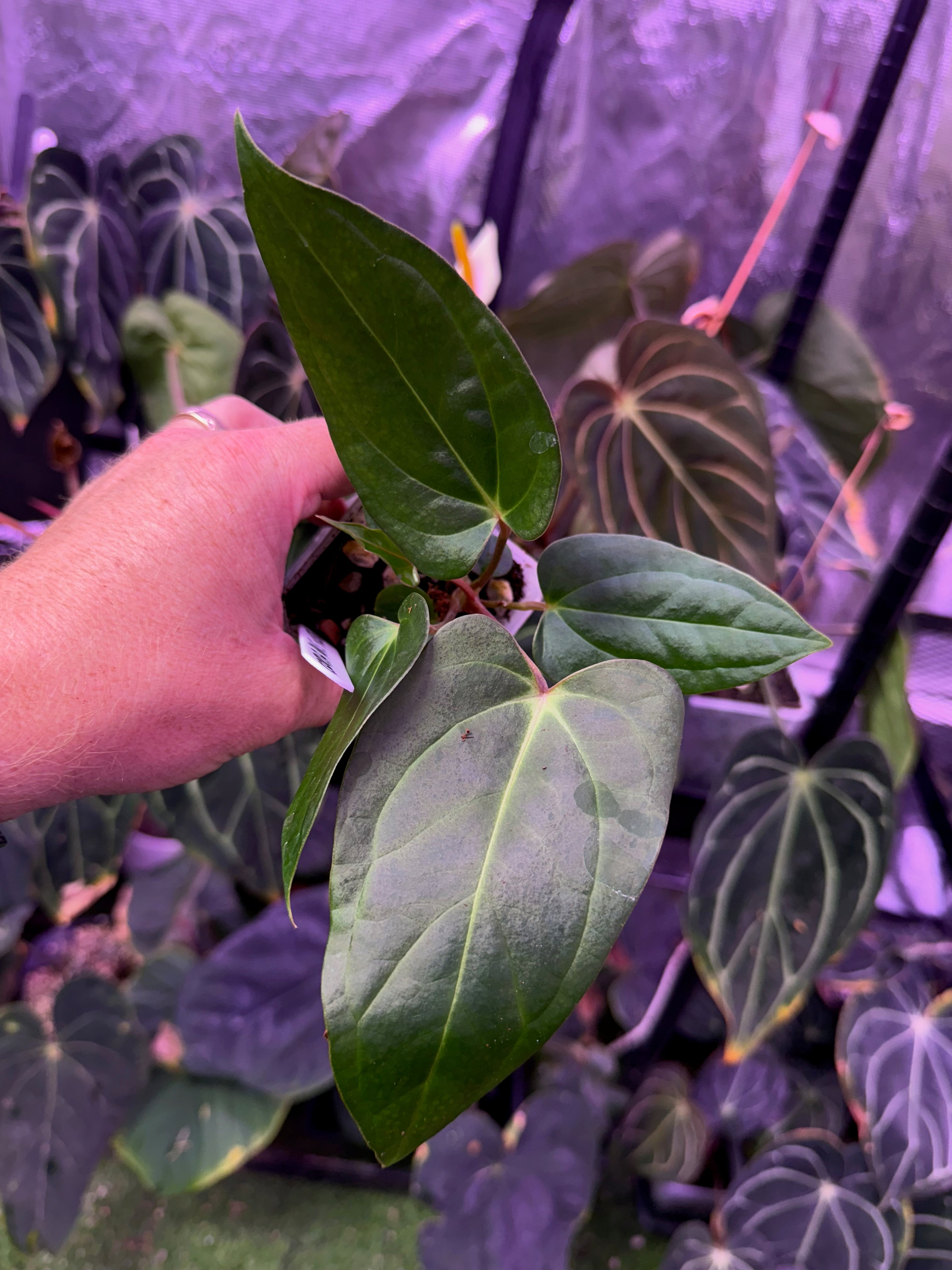 Anthurium carlablackiae RA15 x ustopoense 2