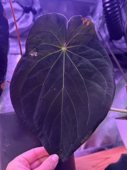 Anthurium (BVEP x Black Widow Michelle) x Black Widow Michelle