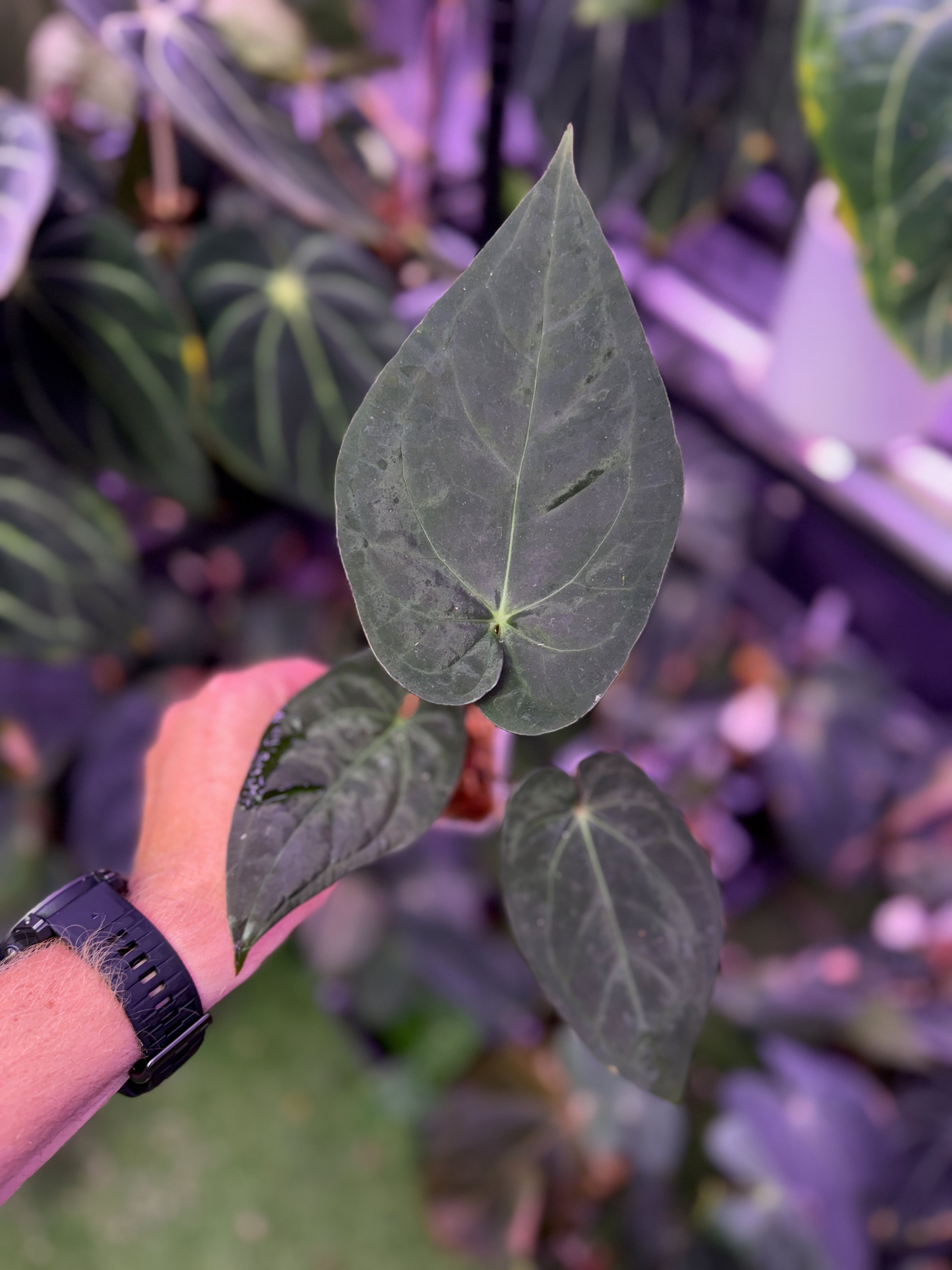 Anthurium “Black Cherry” - Clone